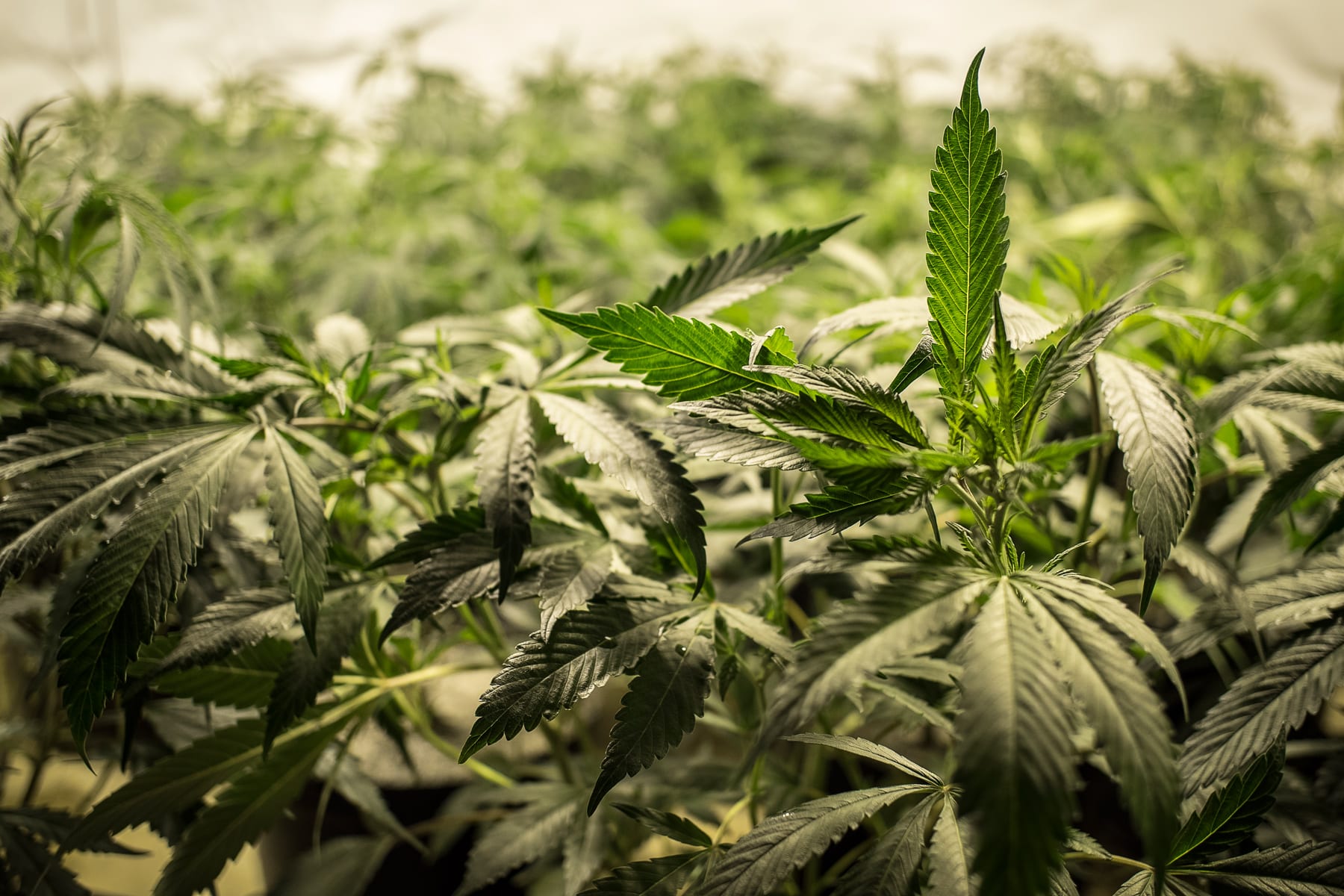 A Look Into Canopy Growth Corp's Q3 Results