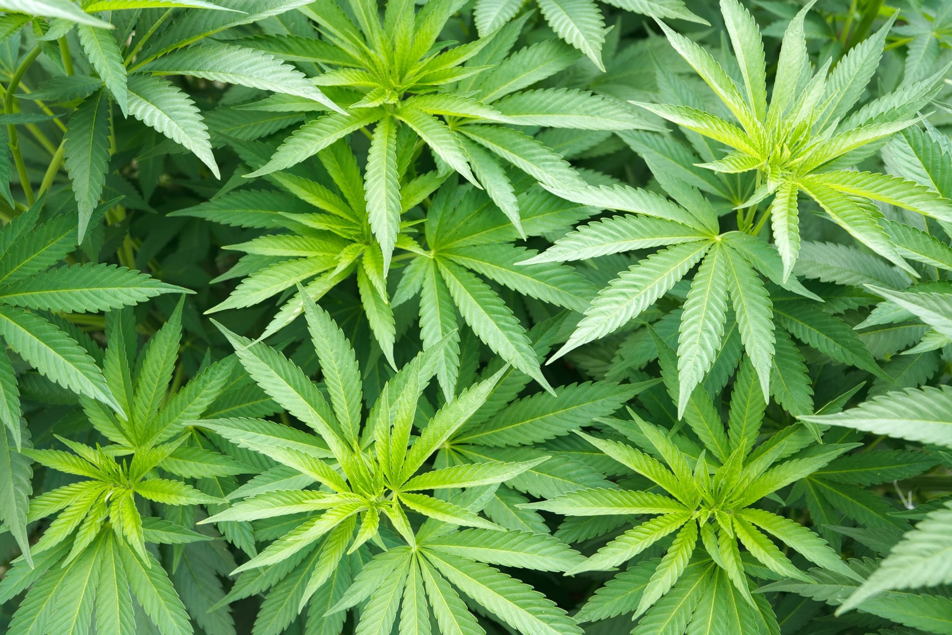 Aphria President Jakob Ripshtein to Resign June 7
