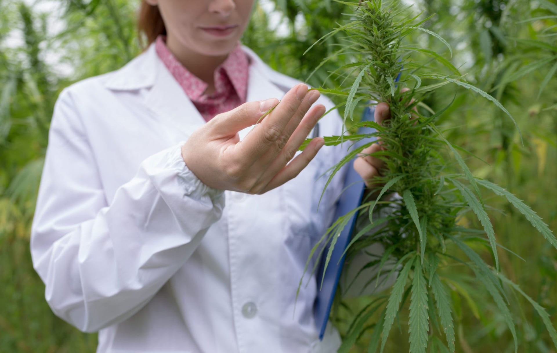 Health Canada regulations cannabis