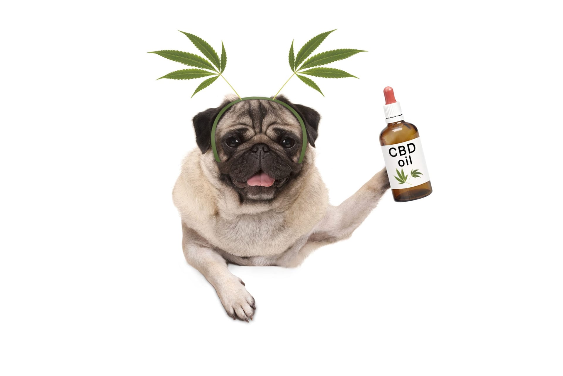 Curaleaf Launches CBD Pet Product Brand 'Bido'