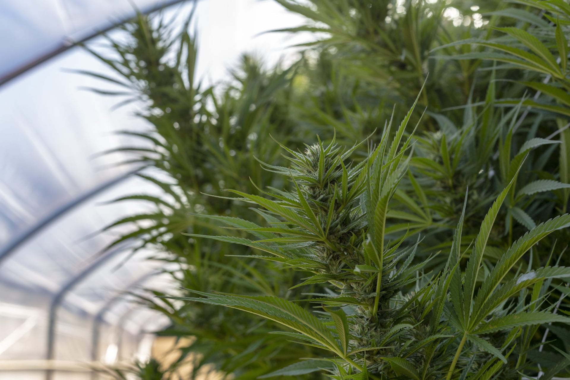 Village Farms Expands Hemp Production with New Joint Venture