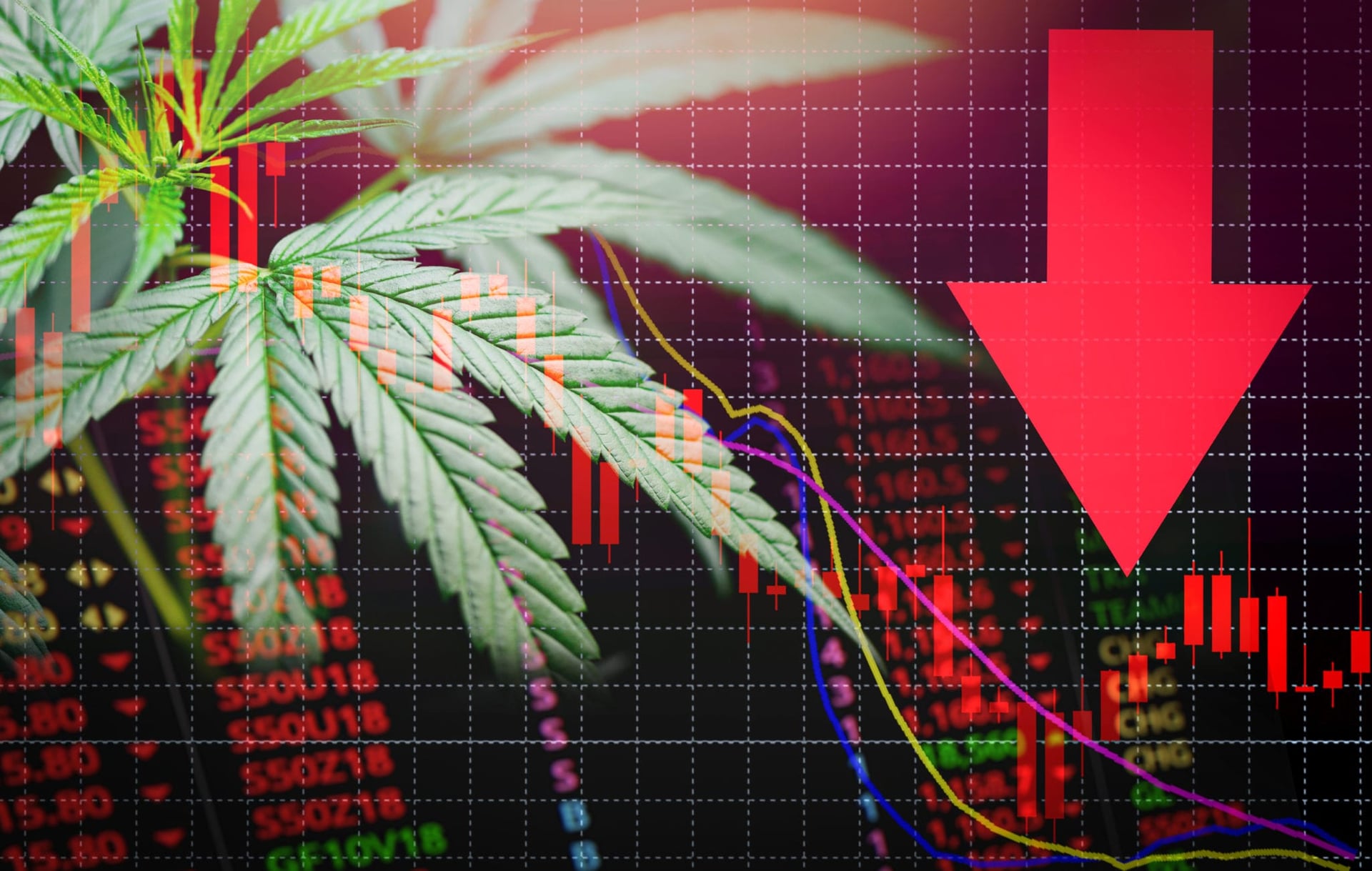 Canadian Pot Companies in Danger of Going Bankrupt: Origin House CEO