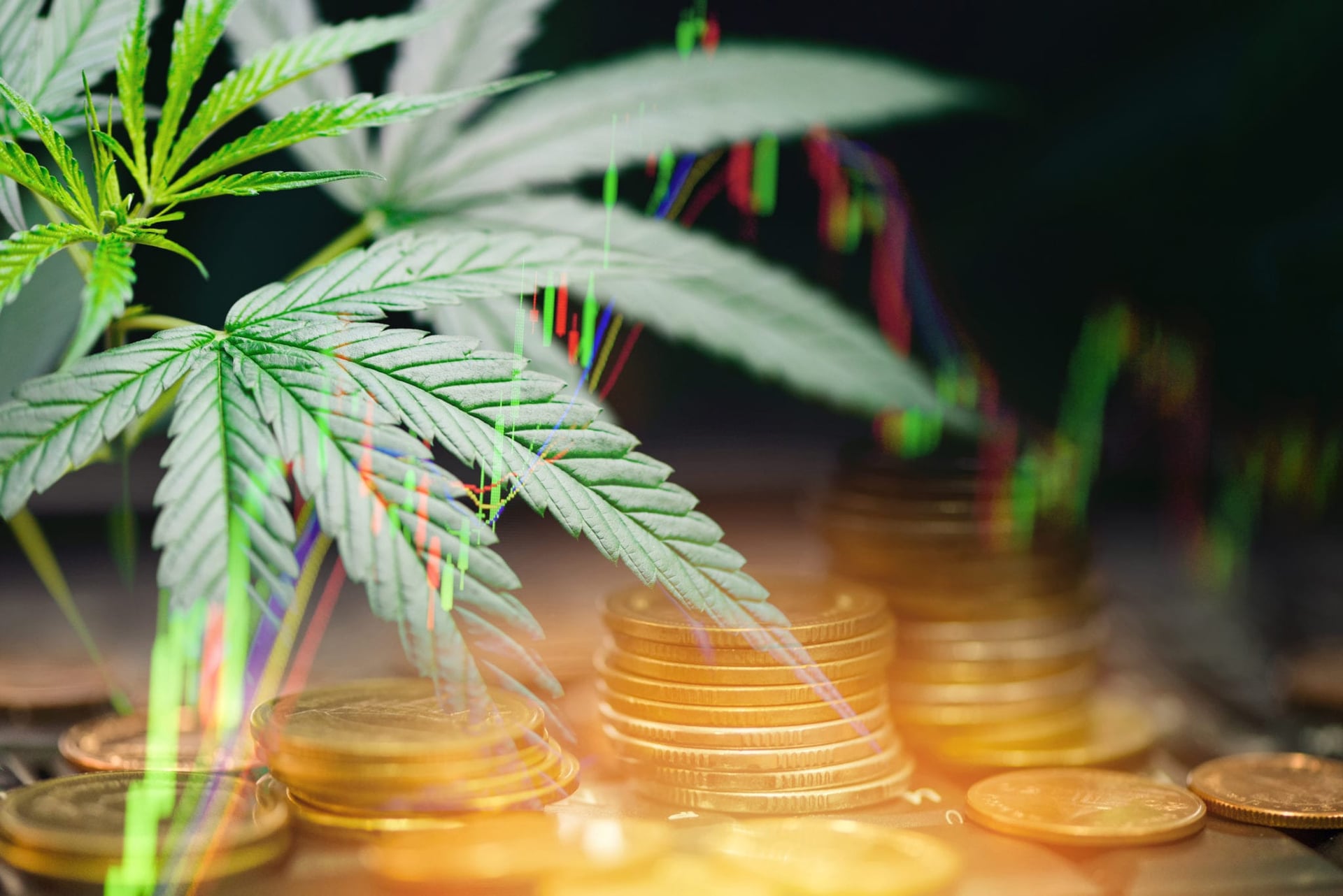 Tilray CEO Says Cannabis Companies Lied About Growing Capacity