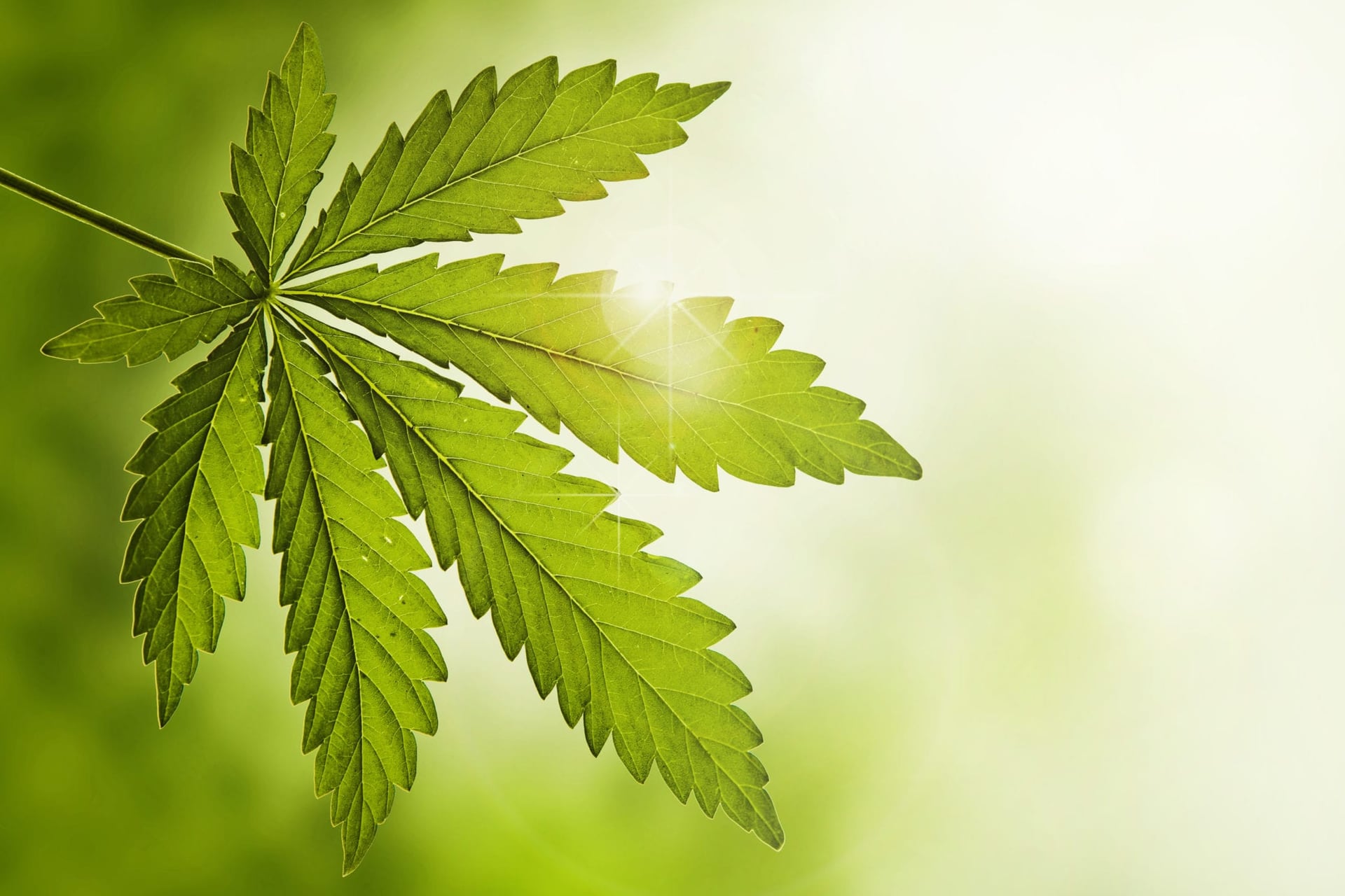 Curaleaf Holdings Inc. posted revenues of $35.3 million, a 10 per cent improvement over last quarter and nearly four times the $9.1 million sales it generated a year ago.