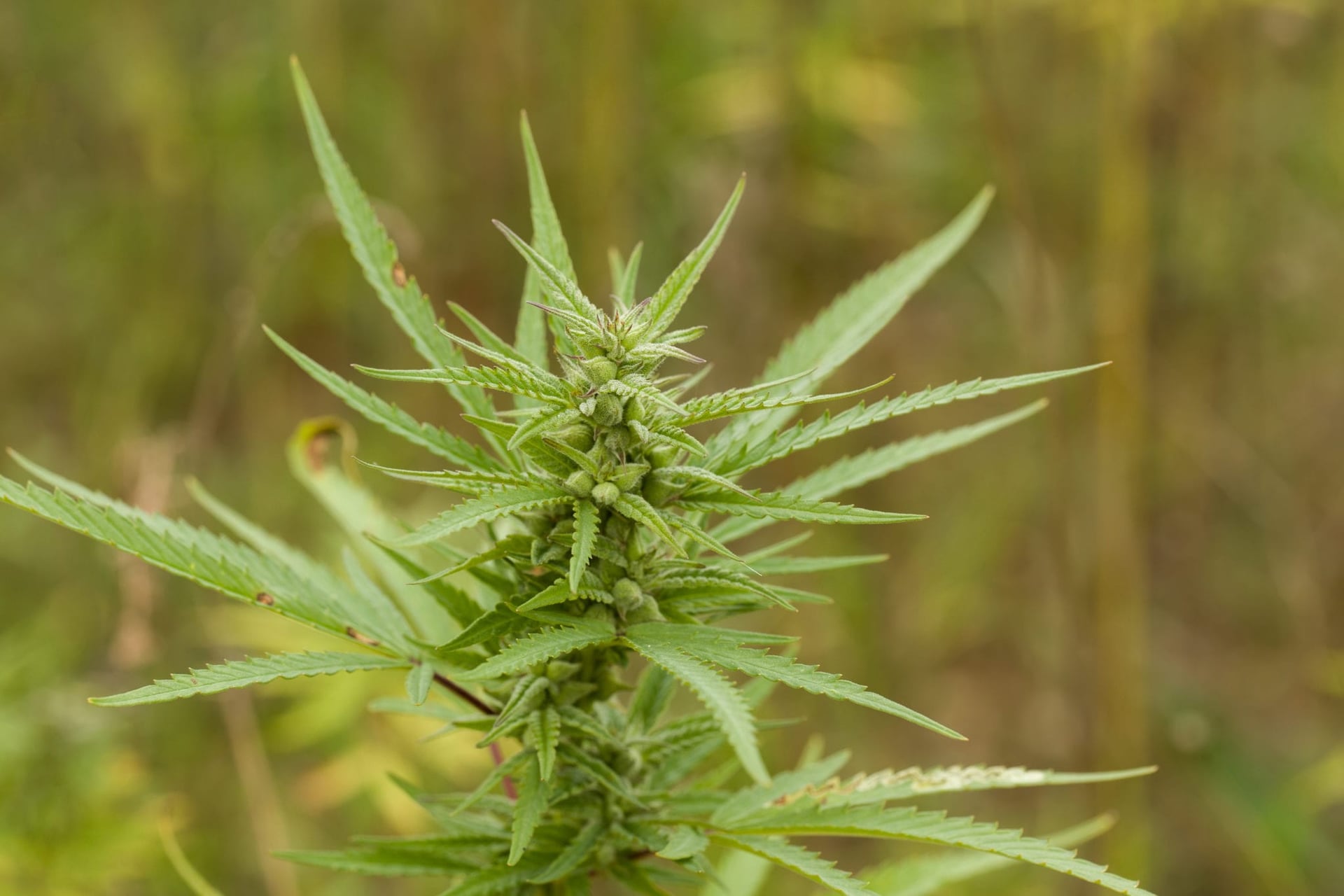 48North Secures Outdoor Cannabis License from Health Canada