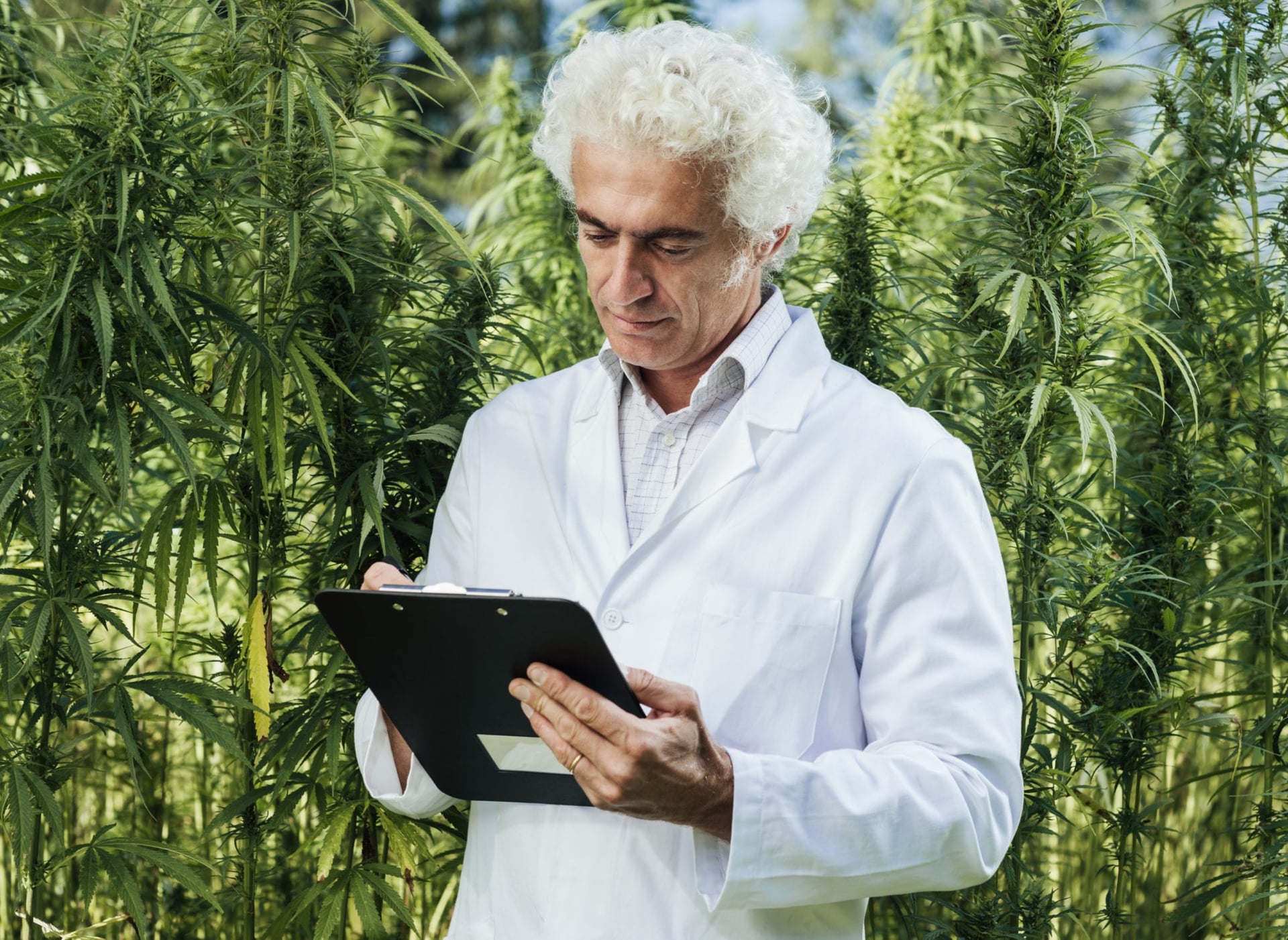 Legal Cannabis a Catalyst for Research, LPs Team up with Sports Leagues