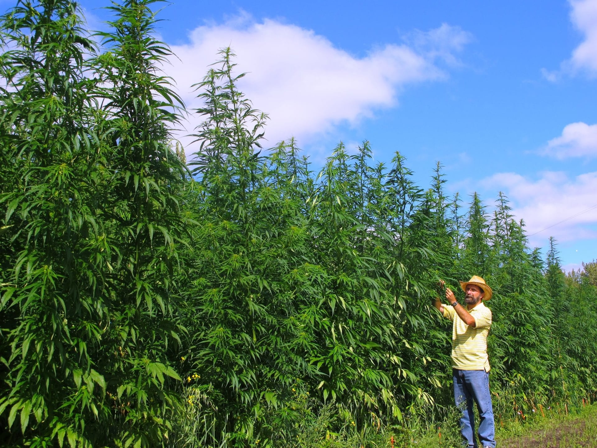 Canadian hemp industry calls on Ottawa for CBD regulation changes