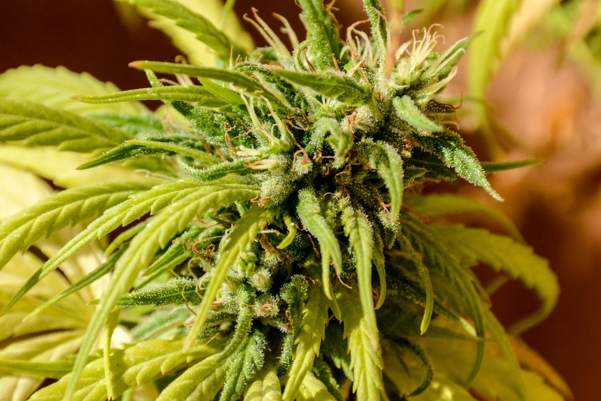 Alabama Gov. Kay Ivey signed a bill Monday to open up research on medical marijuana but it won't legalize the substance for patients in the state.
