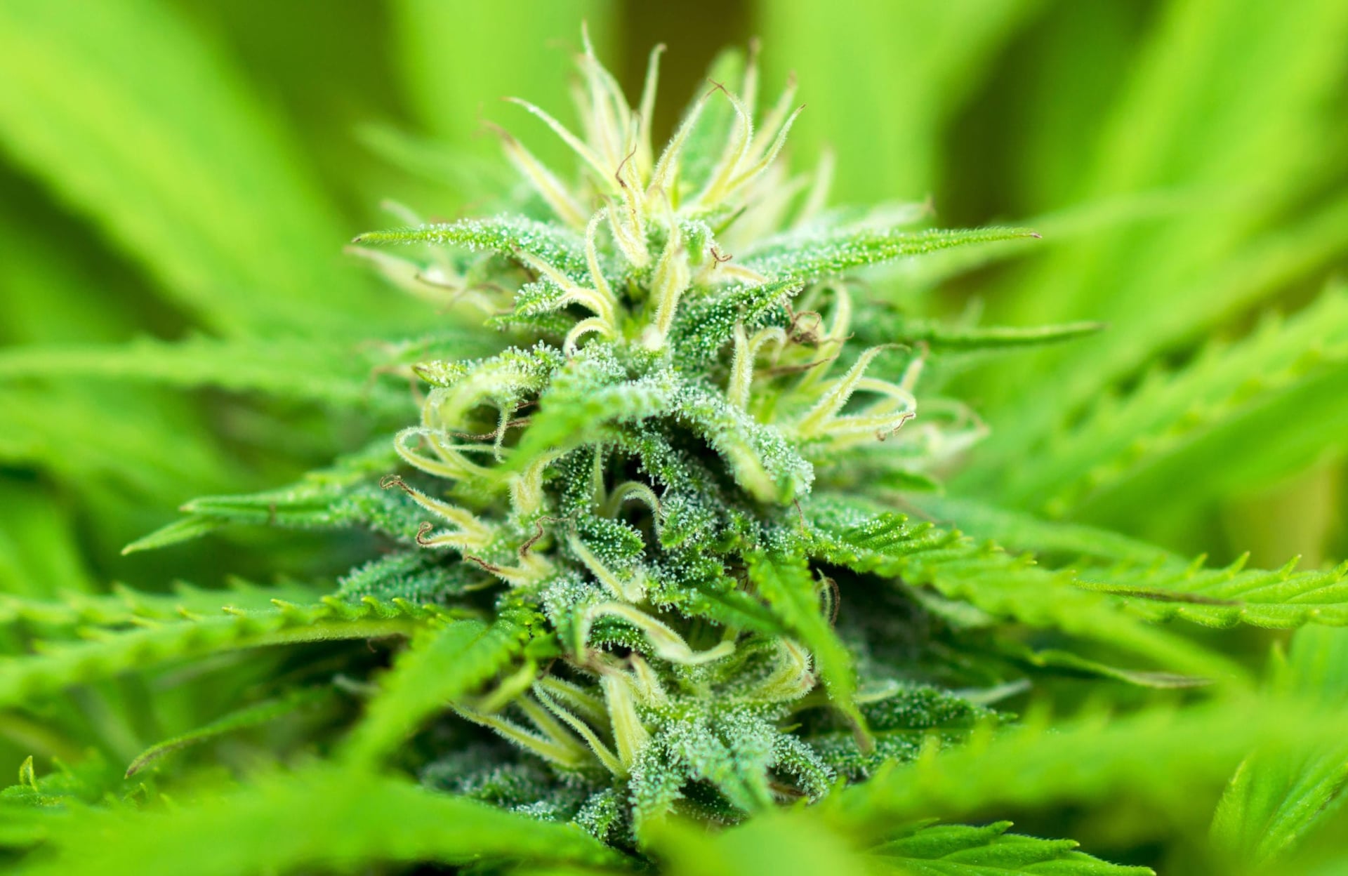 New York Gov. Andrew Cuomo said on Monday he doesn't think legal marijuana is feasible, noting there wasn't enough votes to push a bill through the state Senate.