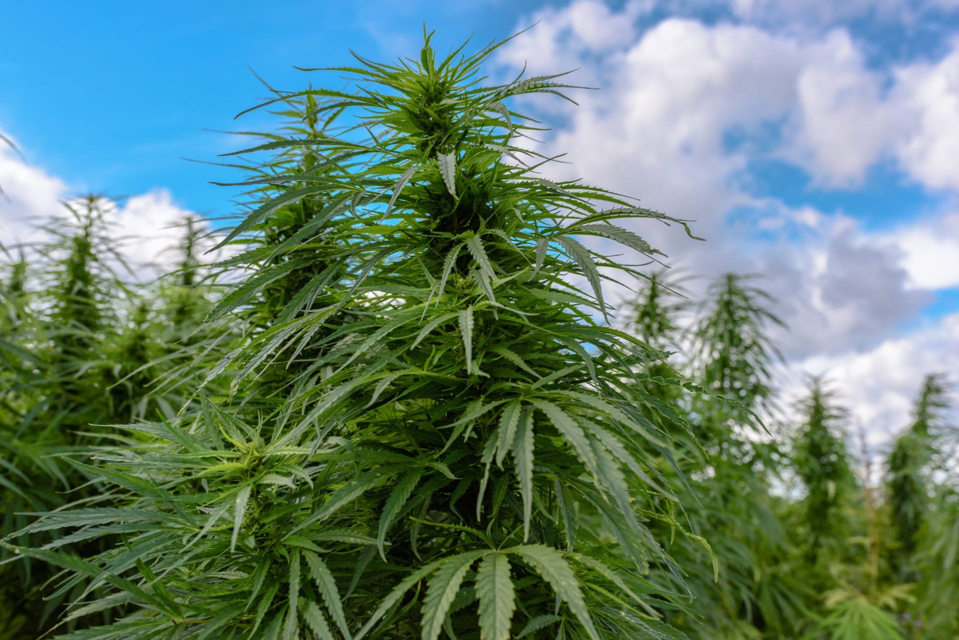 48North produced some very cheap outdoor weed this quarter, but not enough