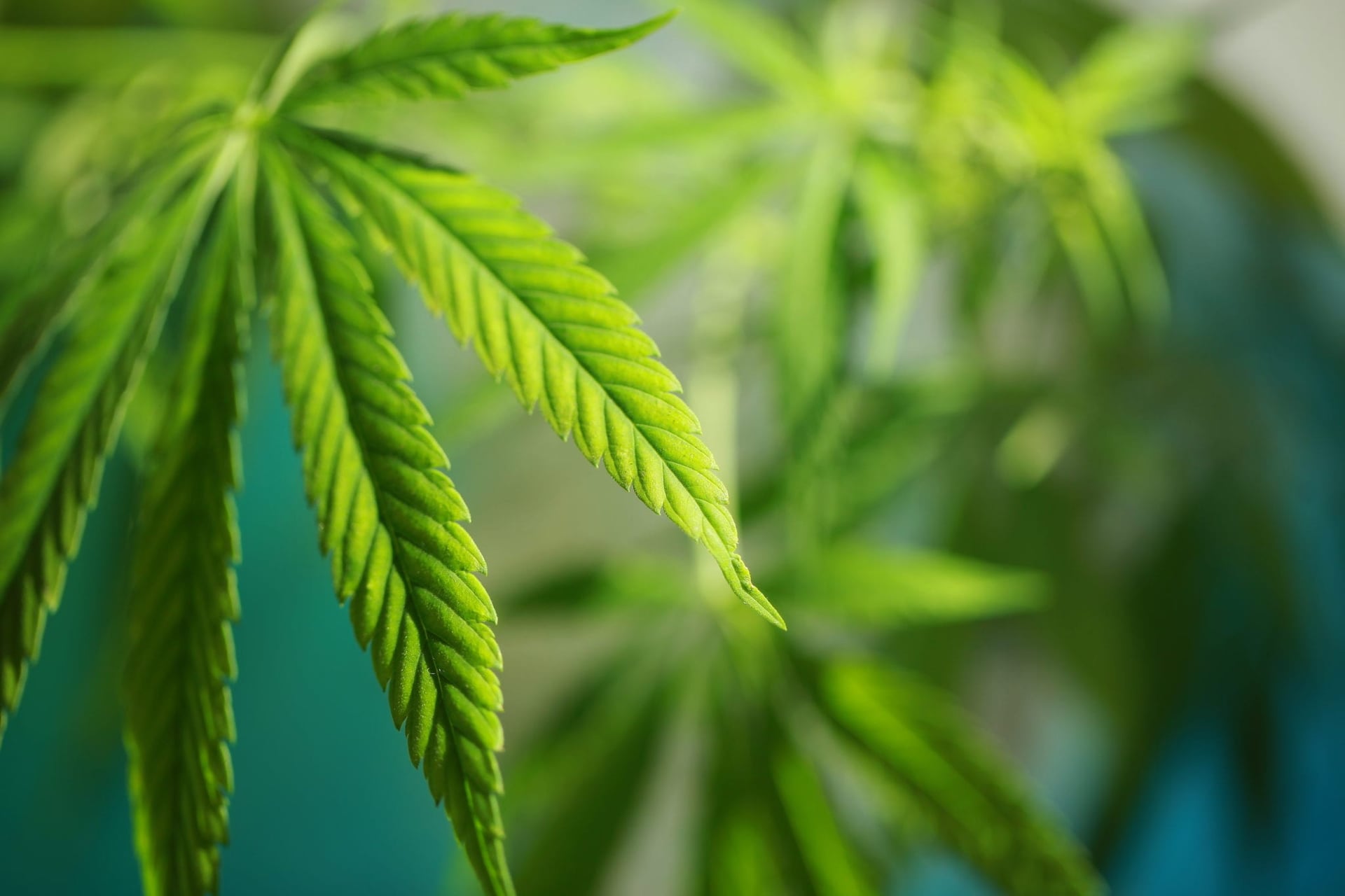The global cannabis market is expected to reach US$40.6 billion in legal sales by 2024, according to Arcview Market Research and BDS Analytics.