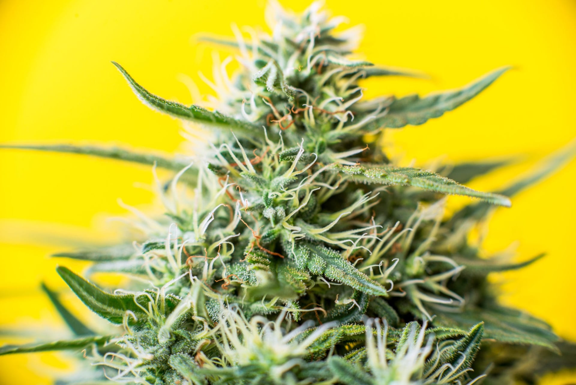After Illinois became the 11th U.S. state to permit recreational marijuana, Delaware may be next in line as the 12th. This past week, a Delaware House committee gave the green light for a bill to legalize marijuana for adult use in the eastern U.S. state.