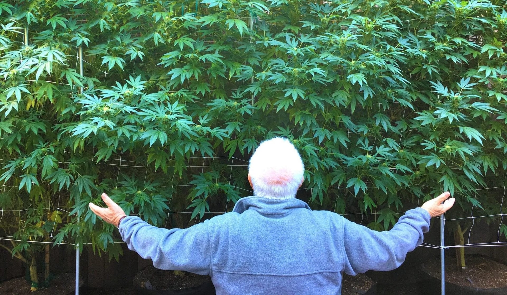 Oregon is looking to pass a bill that would effectively give the Oregon Liquor Control Commission (OLCC) new powers to be able to deny growing licenses to remedy the state's cannabis glut.