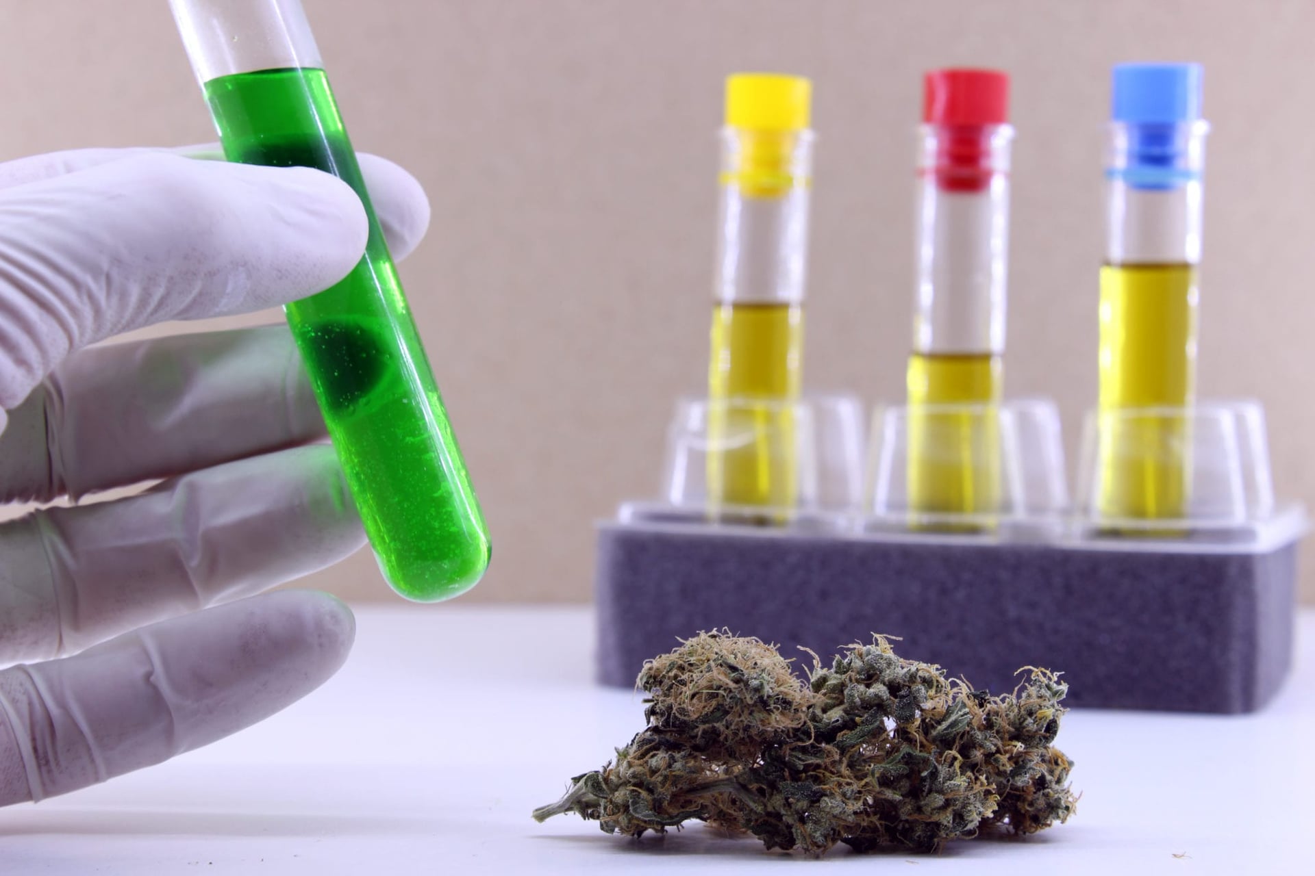The Green Organic Dutchman will supply Neptune with more than 230,000 kg of cannabis and hemp biomass over three year in an extraction deal it said was the largest in Canada to date.