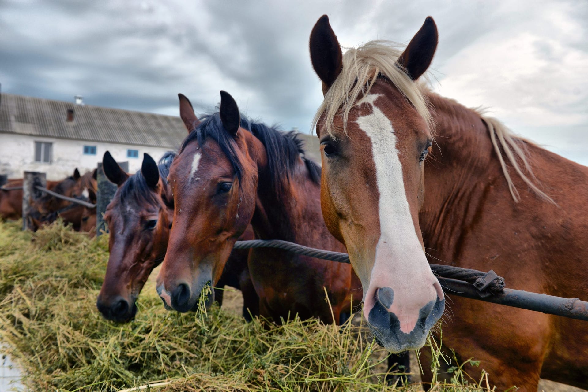 Toronto-based CannaHorse announced Wednesday it launched the world's first-ever legal cannabis brand dedicated to horse health.