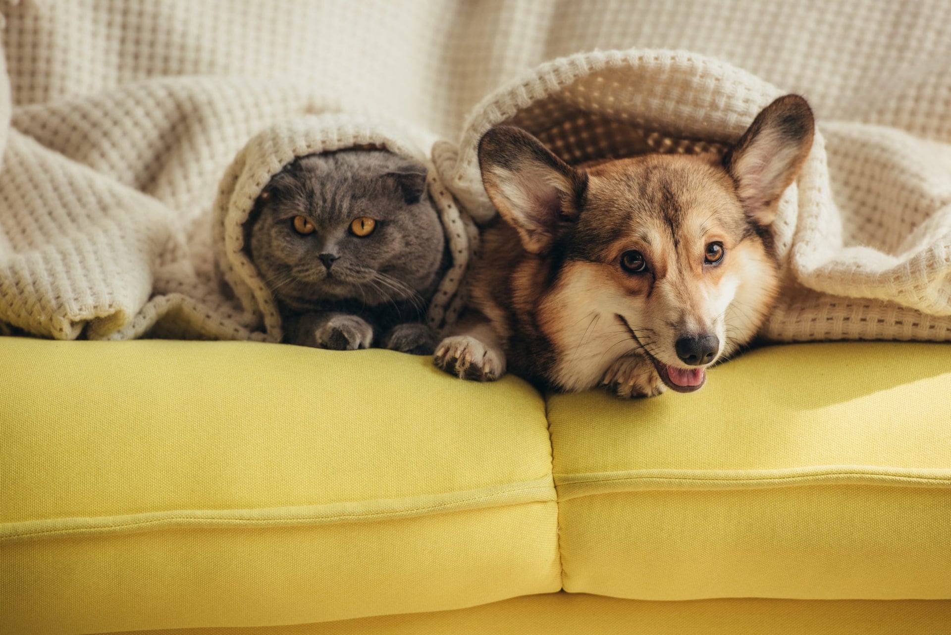 California's Senate passed a bill last month that would allow veterinarians to recommend medical marijuana or CBD for pets without fear of discipline from the Veterinarian Medical Board.