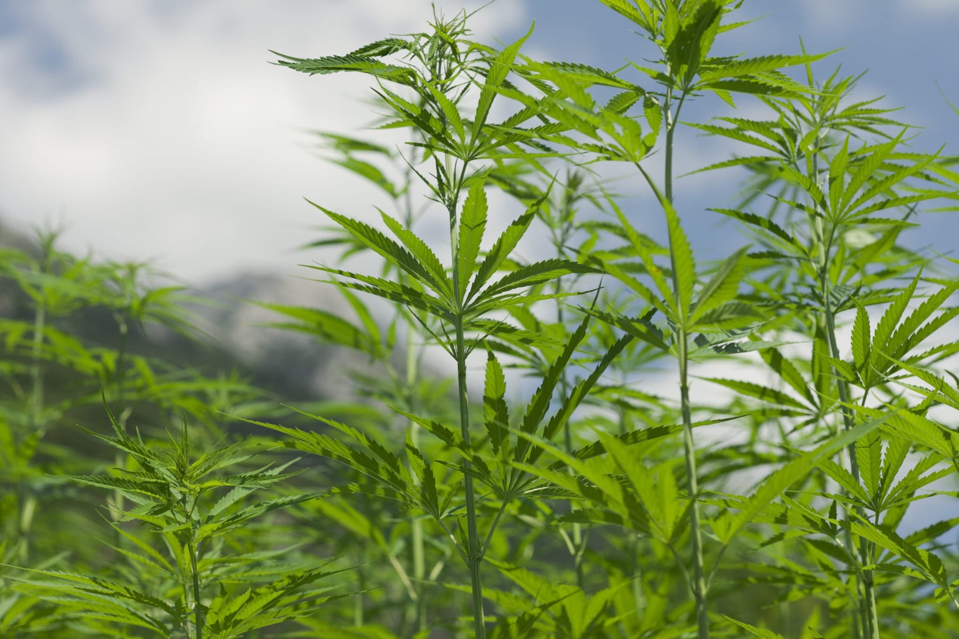 Gov. Greg Abbott signed a new bill Monday to allow industrial hemp cultivation, and Texas lawmakers have passed a bill to expand the state's medical marijuana program.
