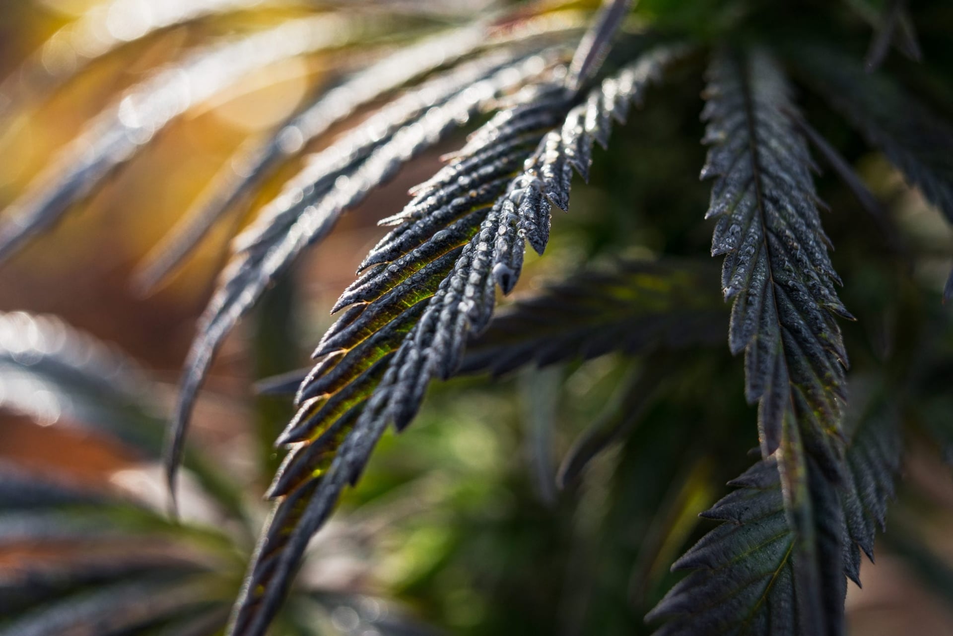 Canadian provincial and federal governments earned $186 million in total cannabis-related tax revenue in the first five-and-a-half months following legalization, according to new Statistics Canada data.