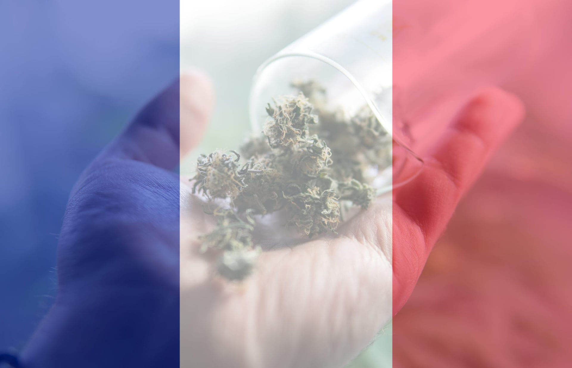 France has reportedly made plans to expand its national medical marijuana program to make it legal for hundreds of thousands of patients.