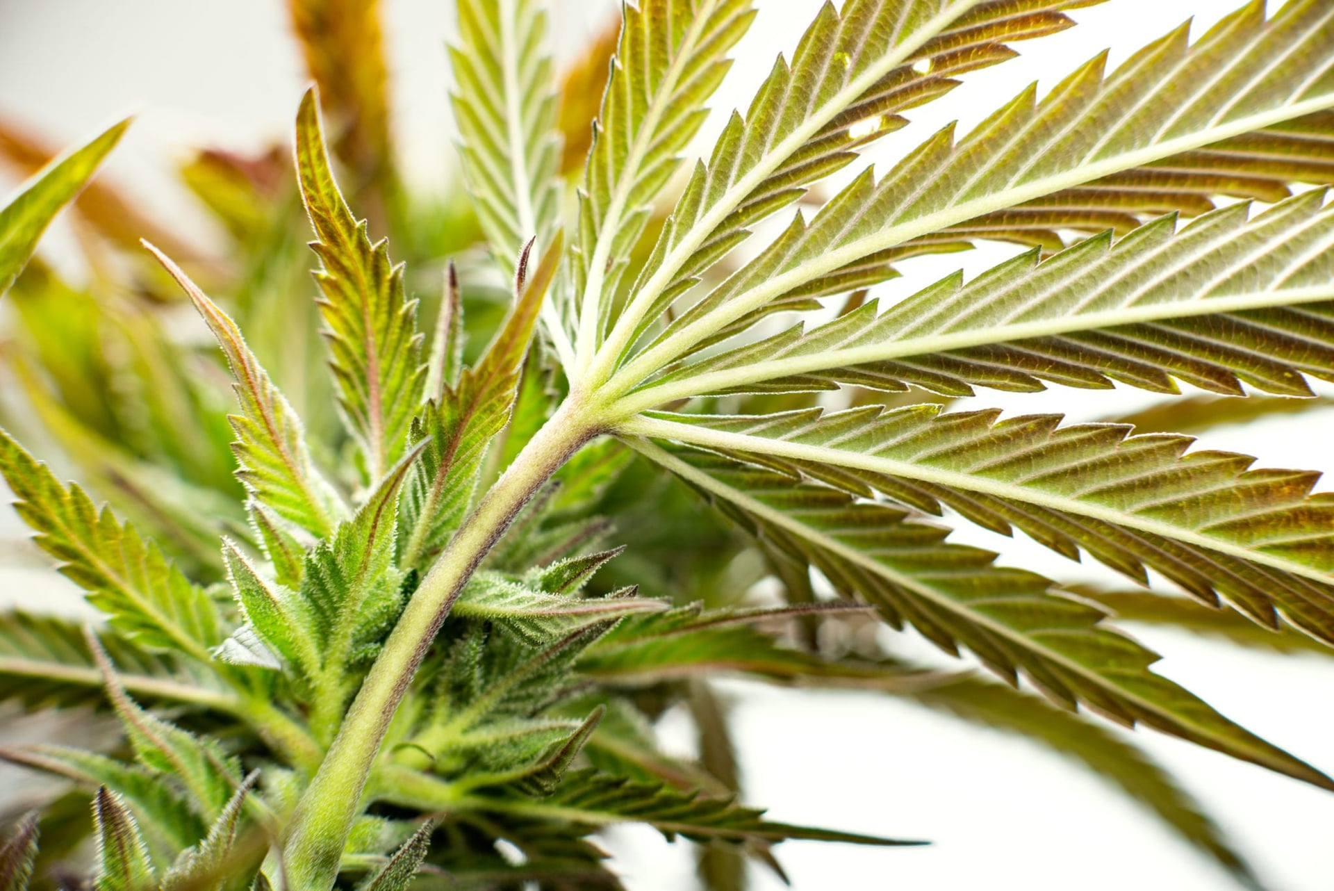 Canadian cannabis companies are amassing a supply glut of unfinished cannabis, and the issue could lead to industry writedowns, according to analysts at BMO Capital Markets