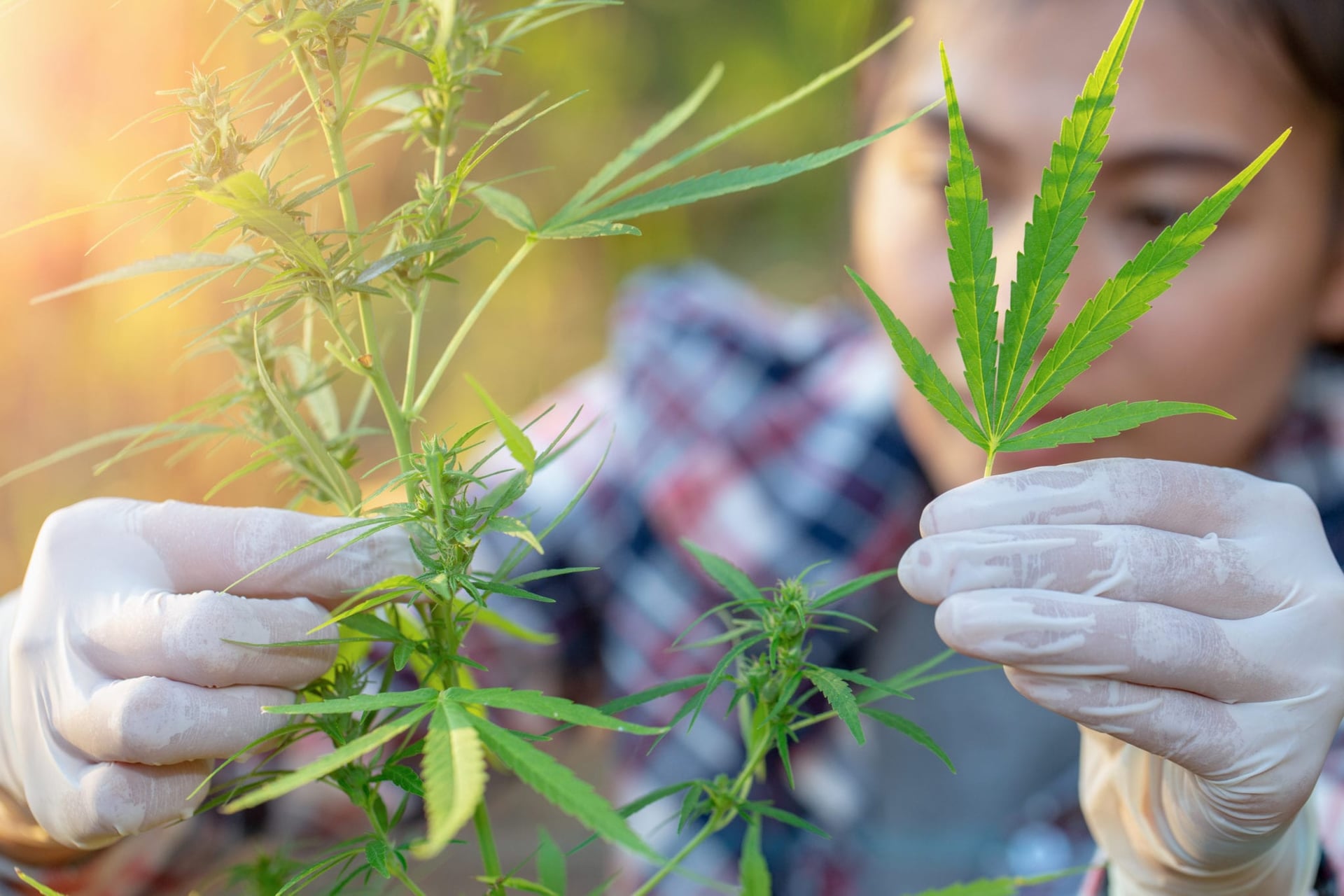 As the legal cannabis industry grows up and legalization takes root in new jurisdictions across the U.S., the University of Maryland is launching the country's first medical marijuana master's program.
