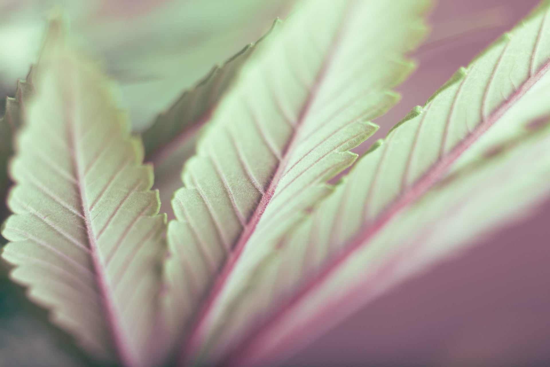 Cronos Group Inc. (TSX:CRON)(NYSE:CRON) rose nearly 12 per cent on the TSX this week, after the Canadian cannabis company announced on Tuesday it plans to be “aggressive” with launching into the U.S. CBD market within six to 12 months.