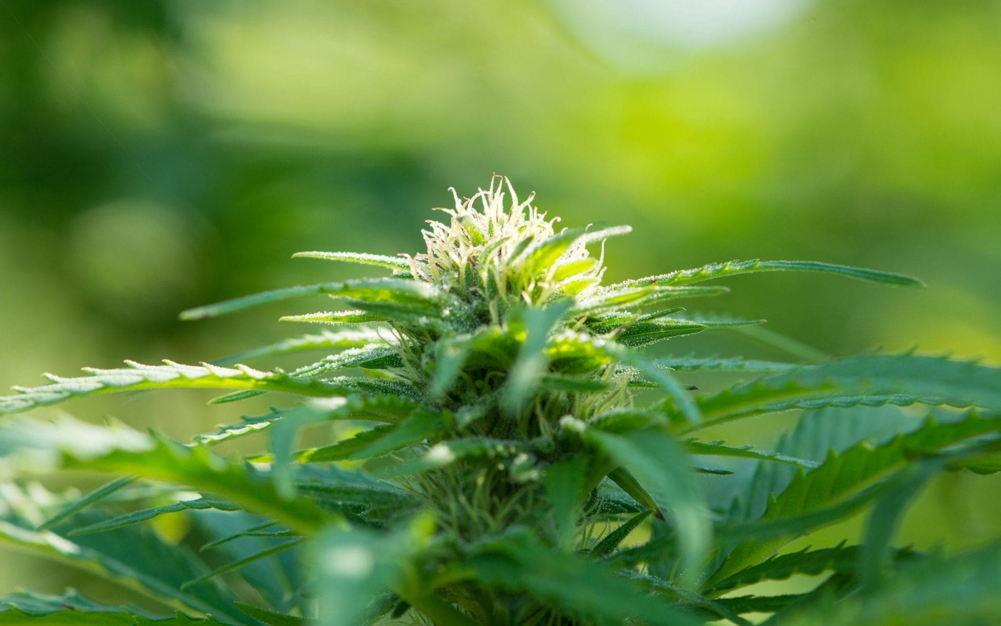 Cannabis supplier Hexo Corp. (NYSE-A:HEXO)(TSX:HEXO) shares dropped roughly 8% Thursday after released third-quarter earnings that fell below expectations.