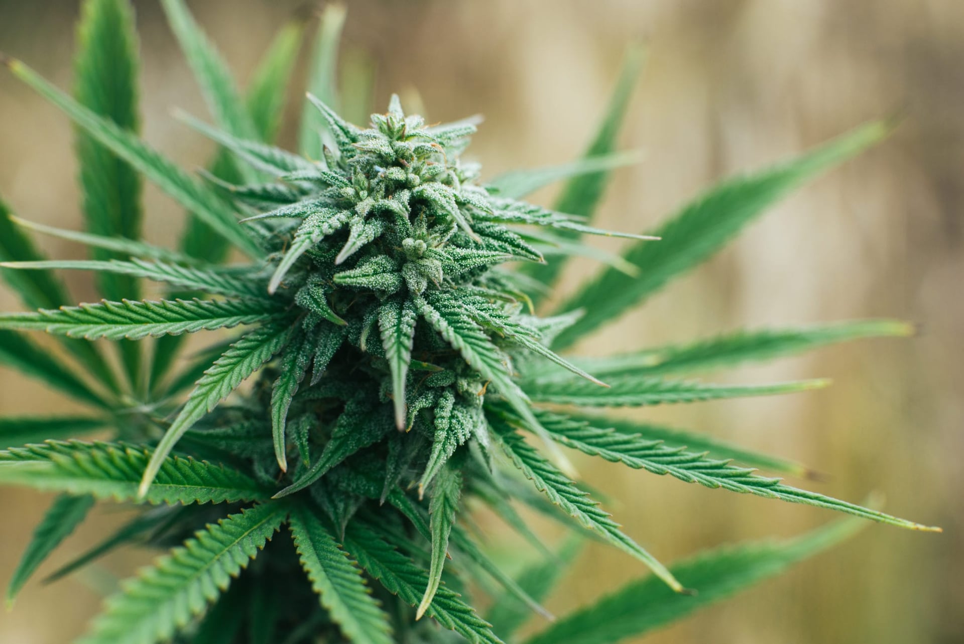 Illinois State Governor J.B. Pritzker is expected to sign off on the bill, which will make possession and sales of recreational cannabis legal Jan. 1, 2020.