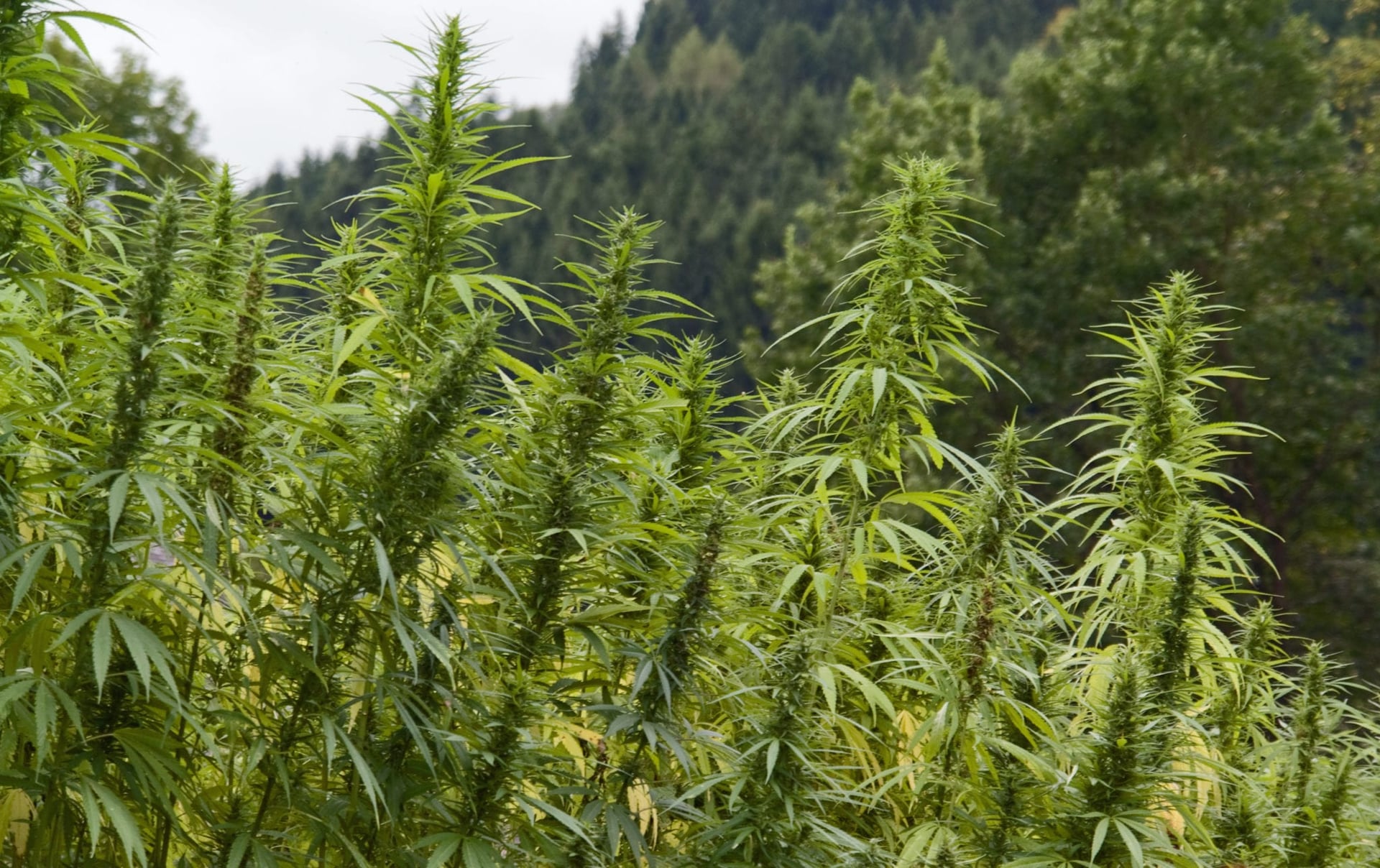 Canopy Growth Corp. (NYSE:CGC) (TSX:WEED) is doubling down on its investment in U.S. hemp cultivation and now aims to operate processing facilities in seven states within the next 12 months.