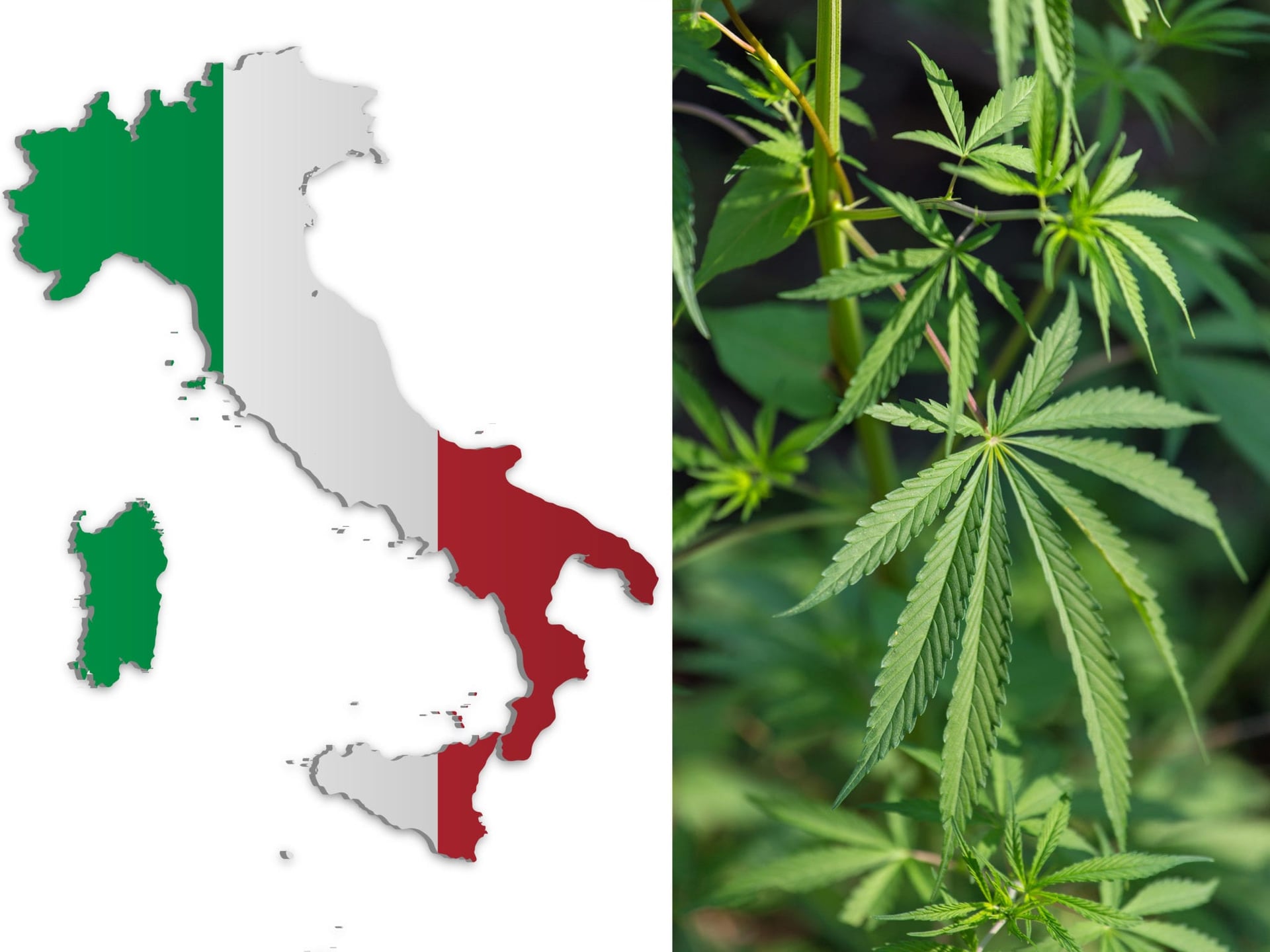 A loophole in a 2016 law to support Italian hemp farmers has created an opportunity for hundreds of stores to open to sell low-potency cannabis.