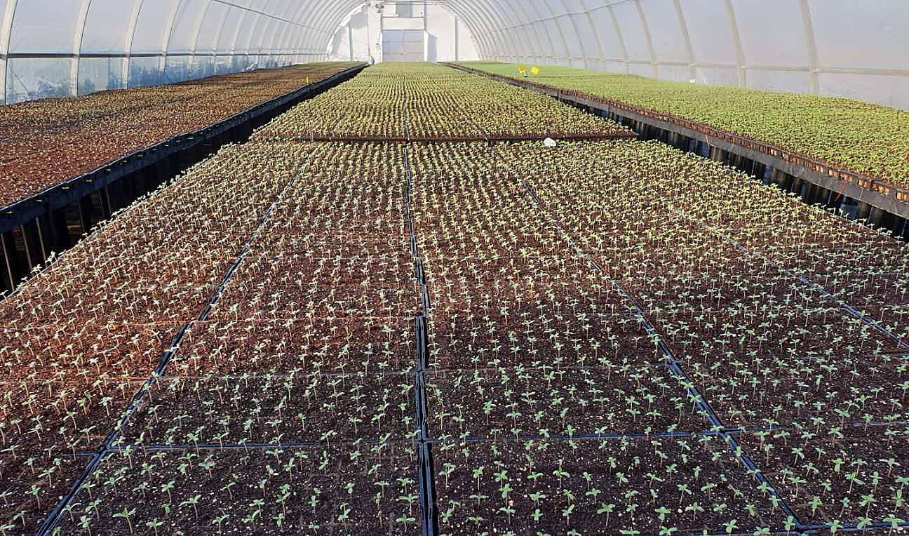 48North Building Major Extraction Facility, Finishes Planting Outdoor Cannabis Crop