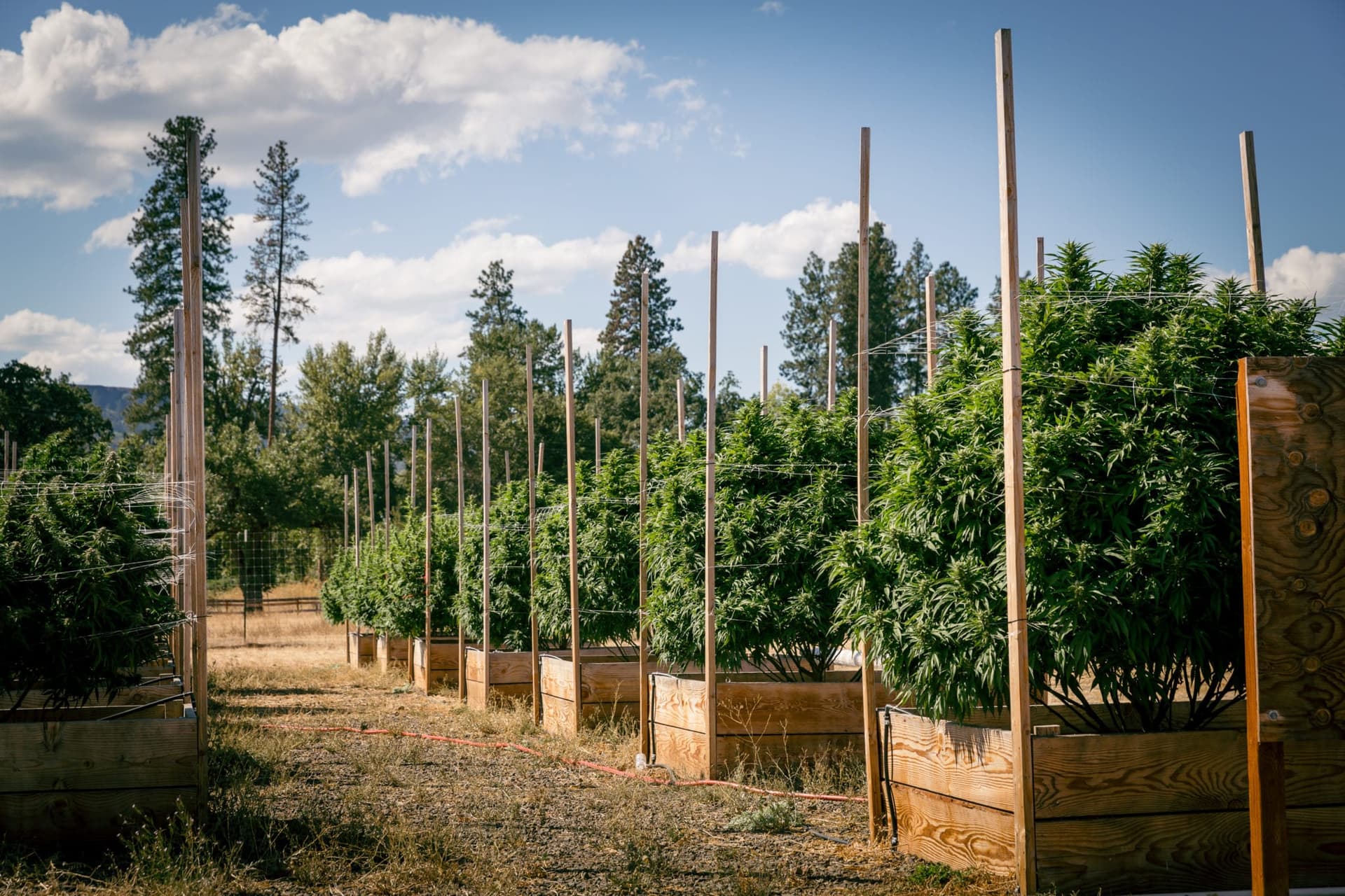 Comedy legend Jim Belushi has discovered a passion for growing and selling cannabis in Oregon and now wants to take his Blues Brothers pot to Illinois.