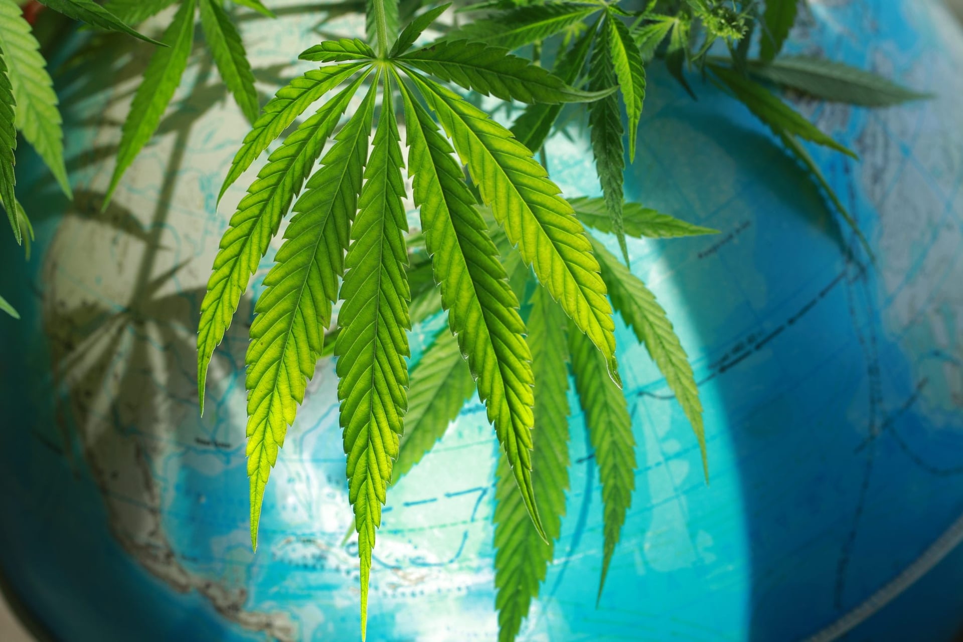 BDS Analytics and Arcview estimate legal cannabis sales will reach $40.6 billion worldwide by 2024 as legalization sweeps across into new jurisdictions.