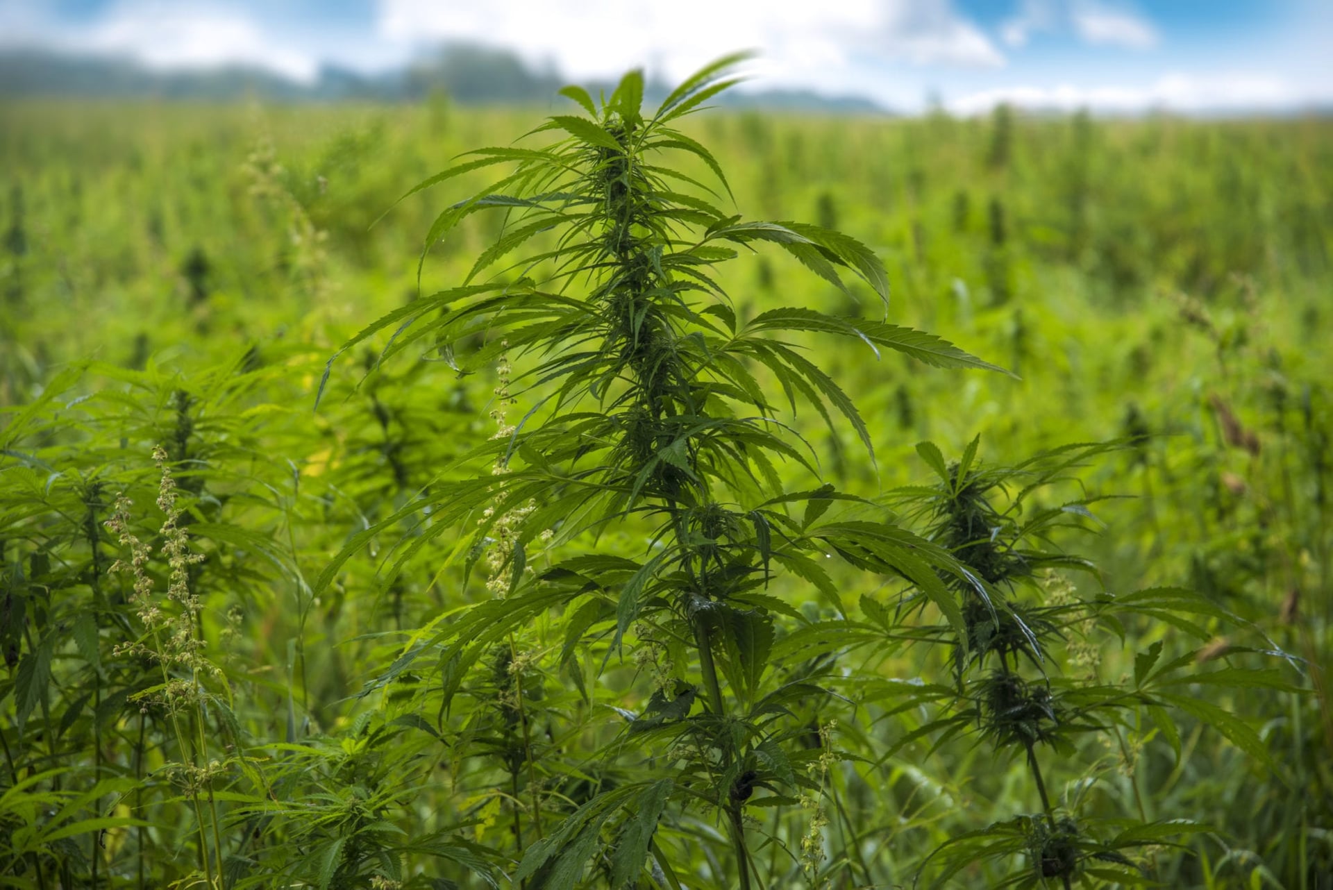 American farmers are planting more hemp than ever this year, including in South Carolina, which is projecting a 1,200 per cent increase in acres planted.