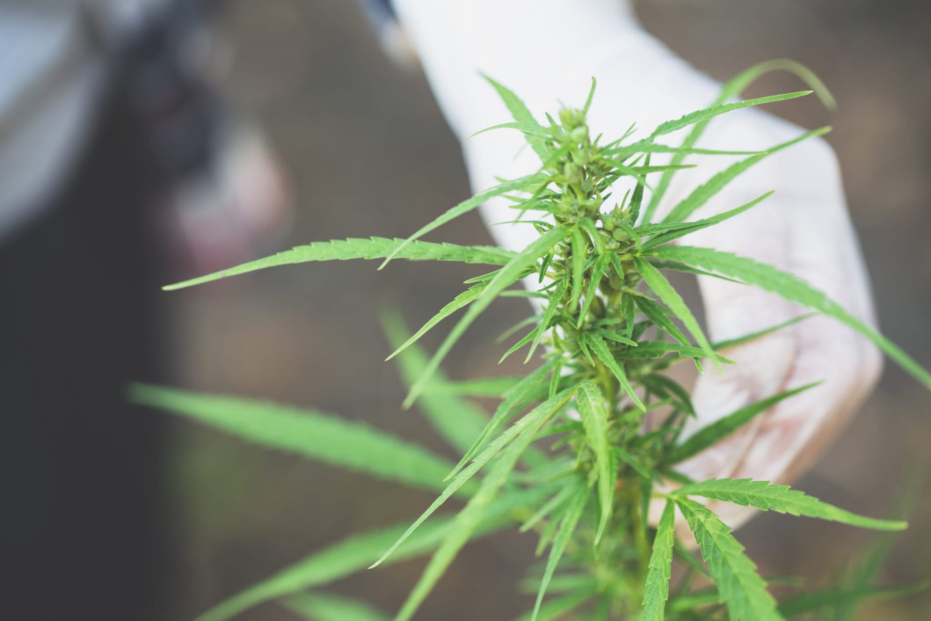 Health Canada has only approved only 65 of 600 cannabis research applications since legalization took place Oct. 17, according to a recent CTV News report.
