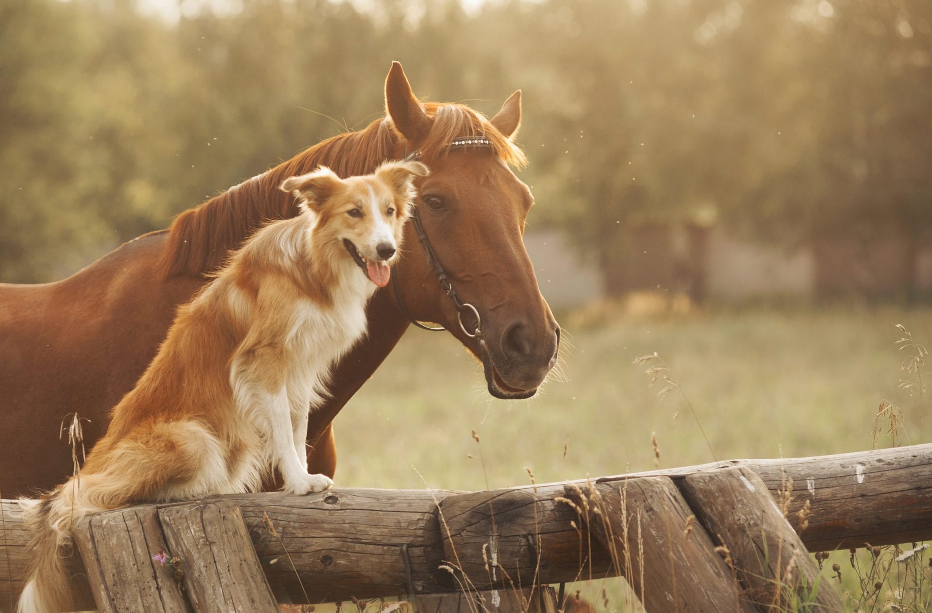 Israeli Team Looks to Advance CBD Research for Treating Pets
