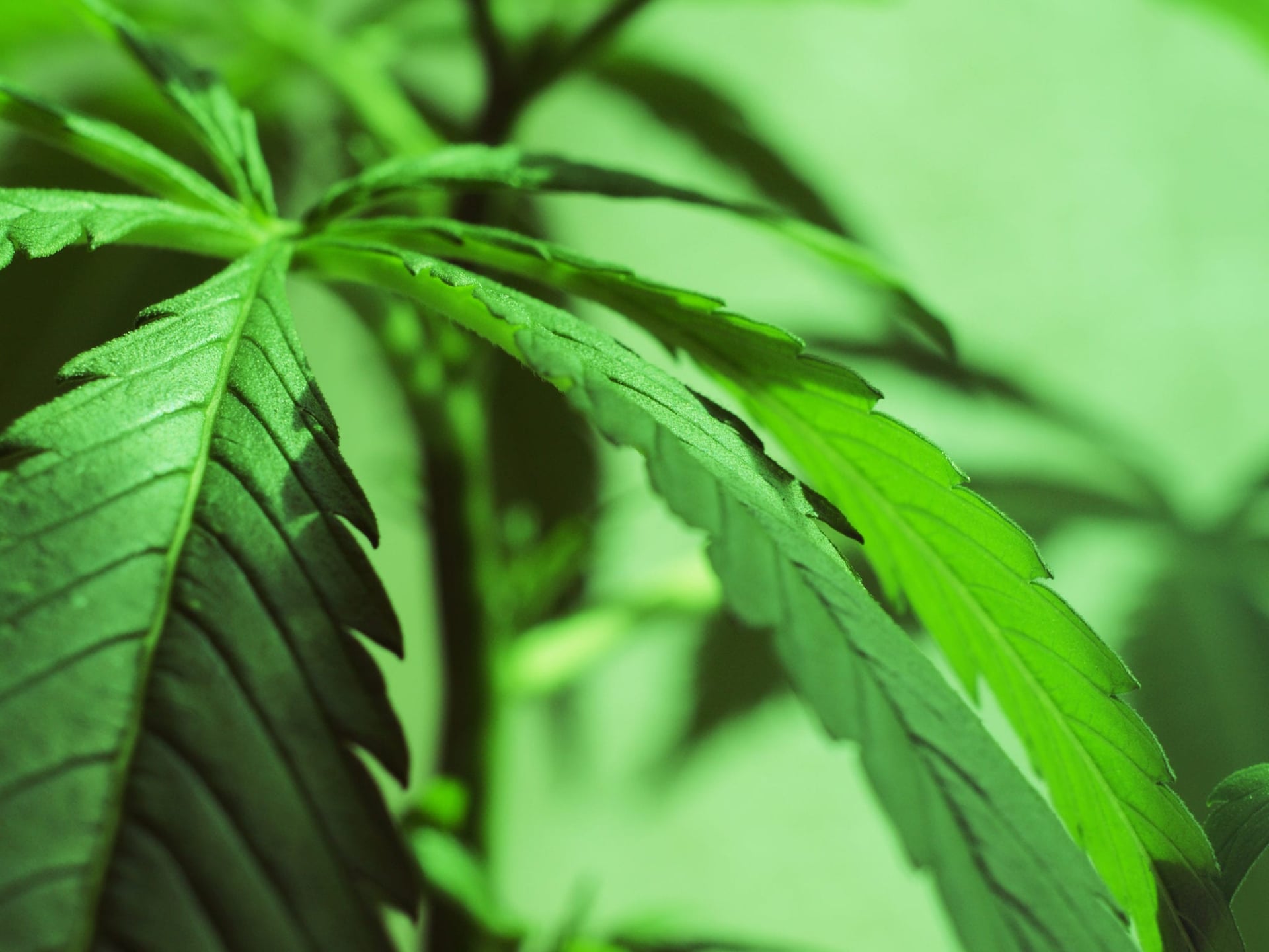 Green Growth Brands Inc. said it is acquiring U.S. cannabis extraction company MXY Holdings, known as Moxie, for US$310 million in an all-stock deal.