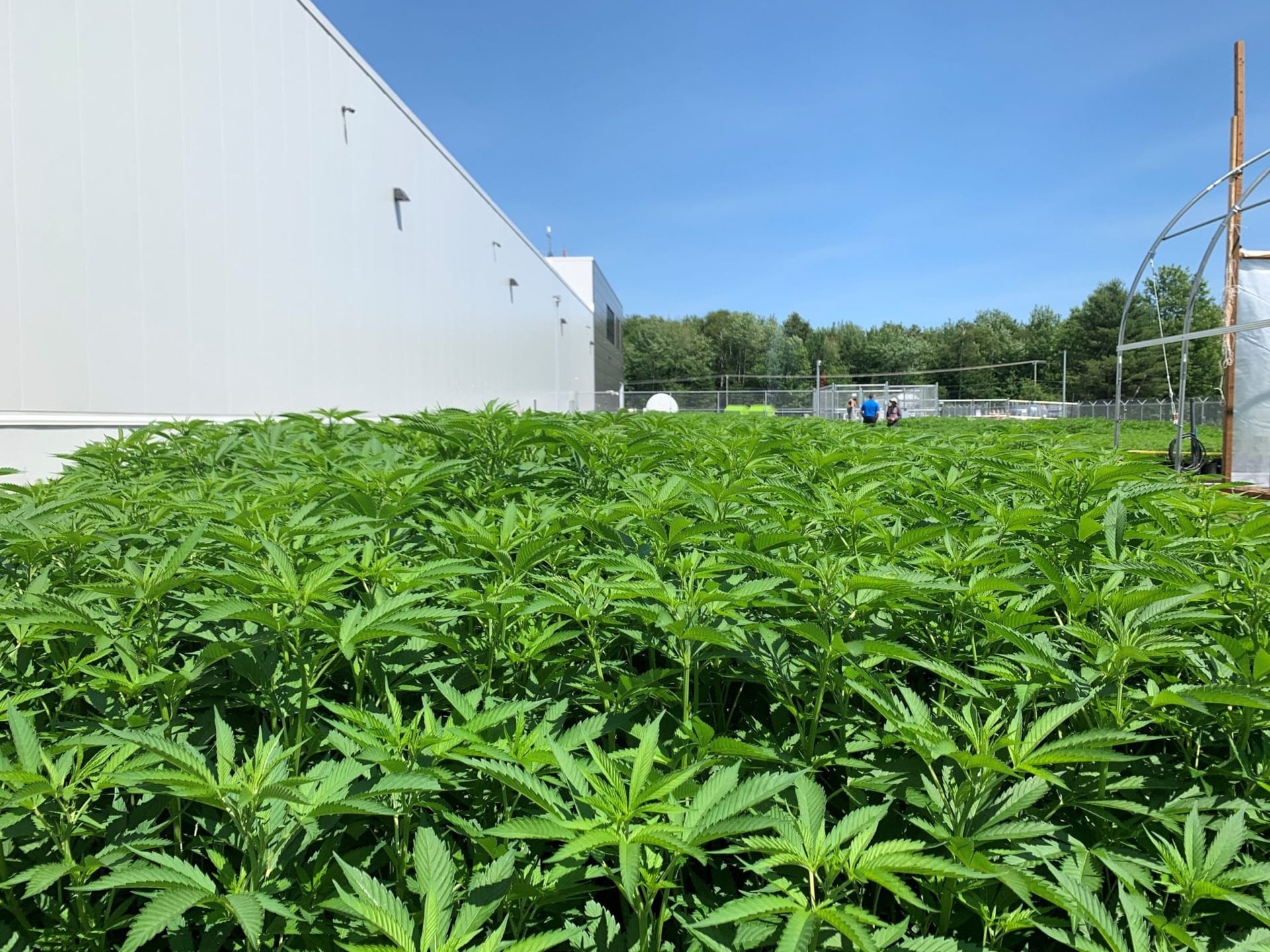 Edmonton-based licensed producer Aurora Cannabis said it got the green light from Health Canada to grow cannabis outdoors at sites in Quebec and B.C.