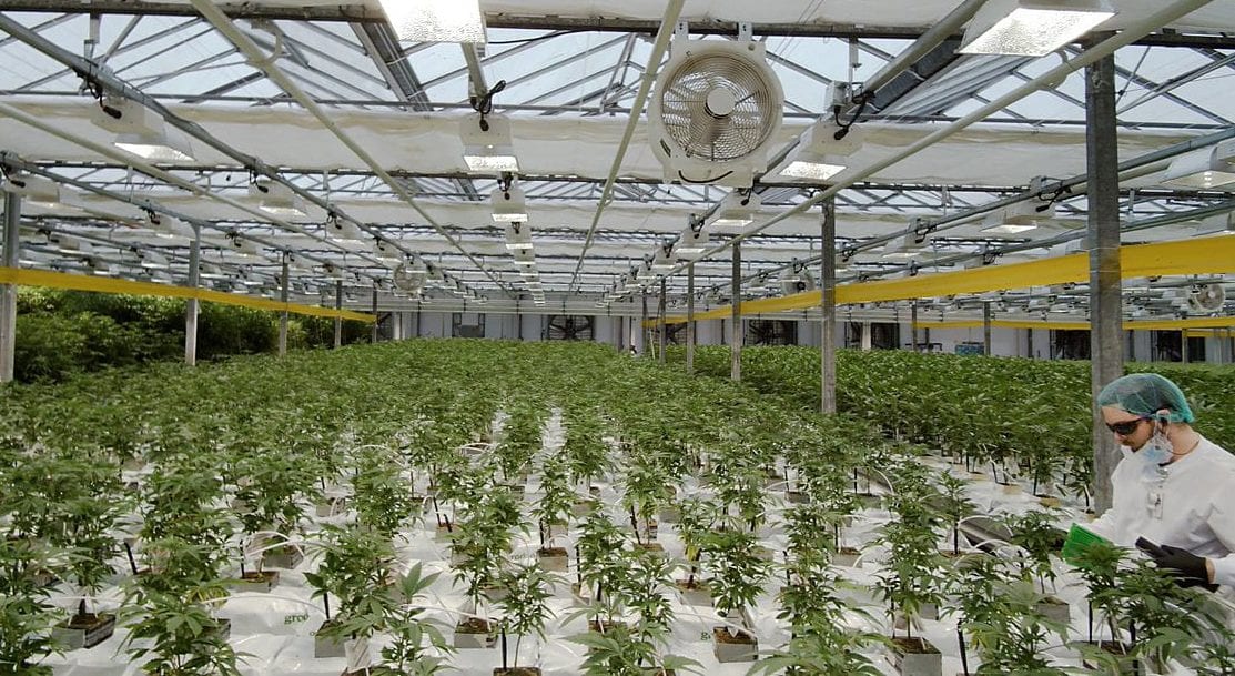 Will CannTrust Be Acquired by Another Cannabis Producer?