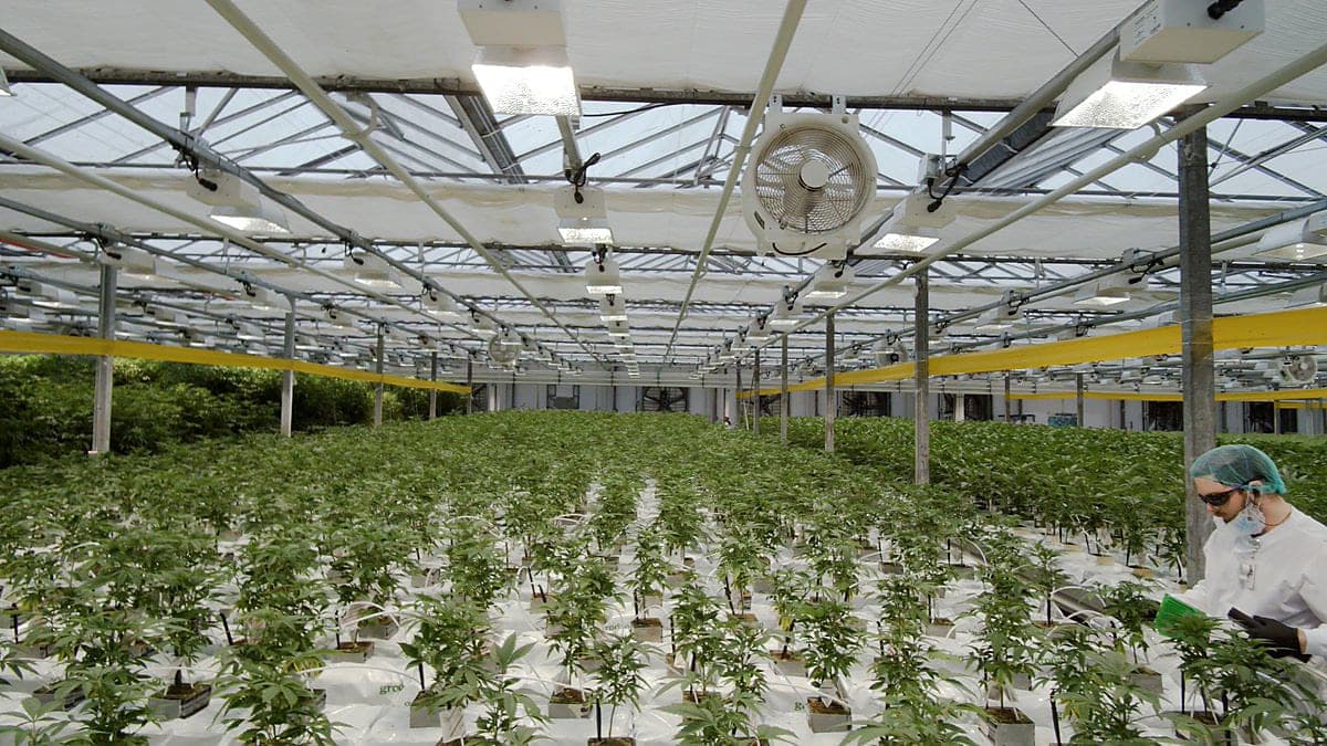 CannTrust's Cannabis Products Pulled From Ontario Shelves