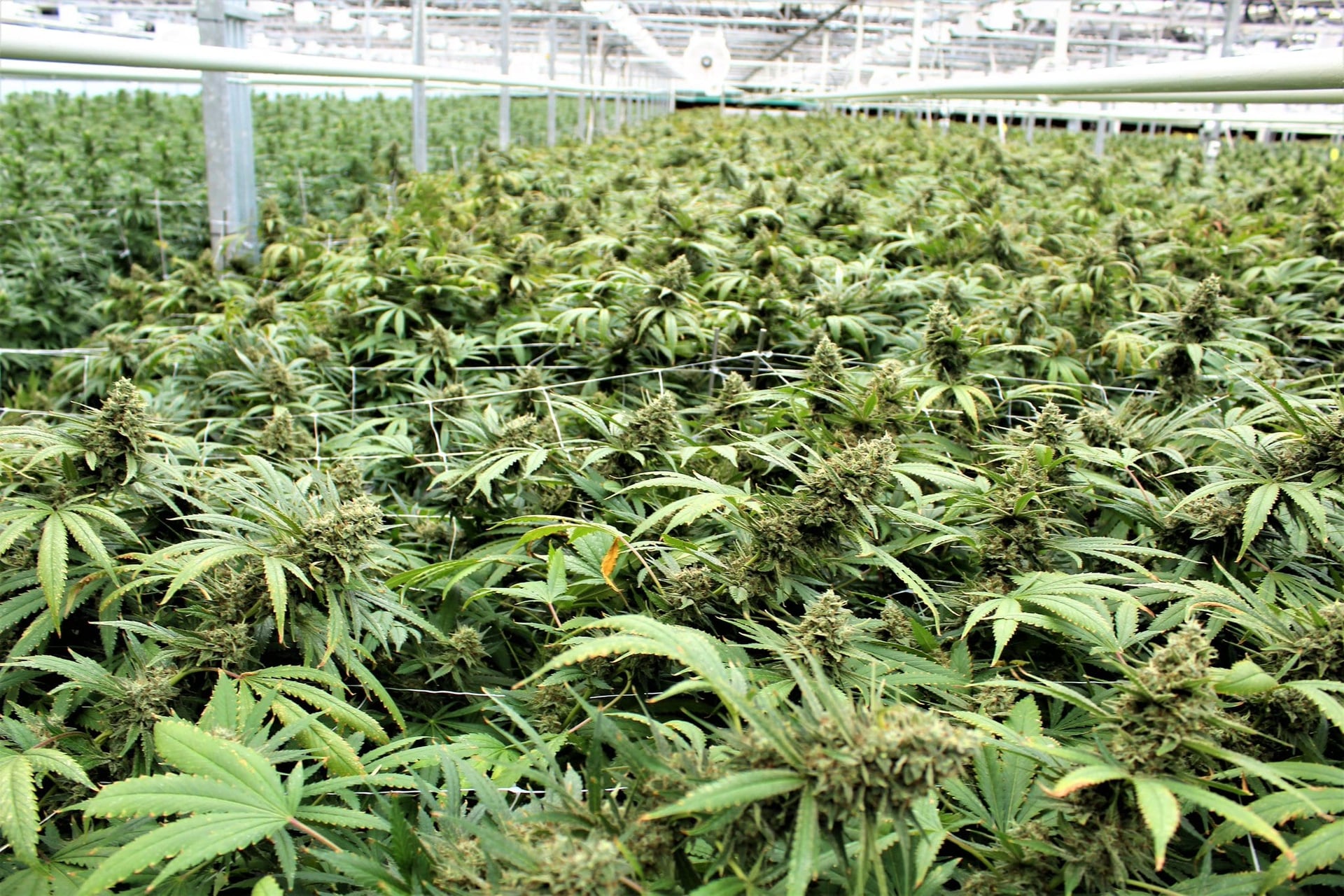 CannTrust Whistleblower Says Company Used Fake Walls to Hide Cannabis from Health Canada