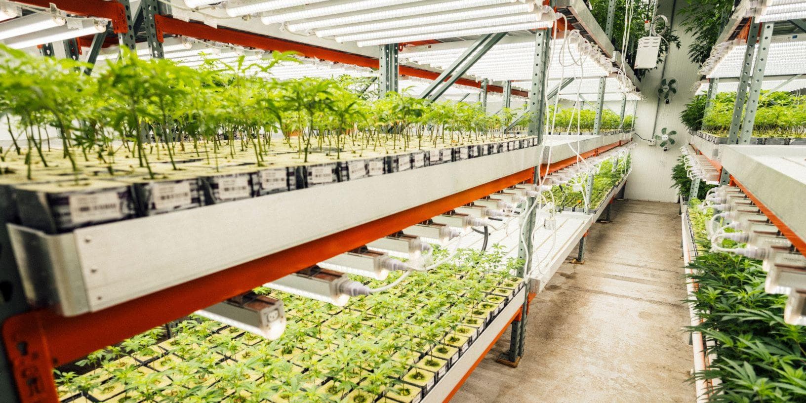 Cannabis company Curaleaf Holdings Inc. (CSE:CURA) said it's acquiring Grassroots for US$875 million to expand its footprint into Illinois and Michigan.