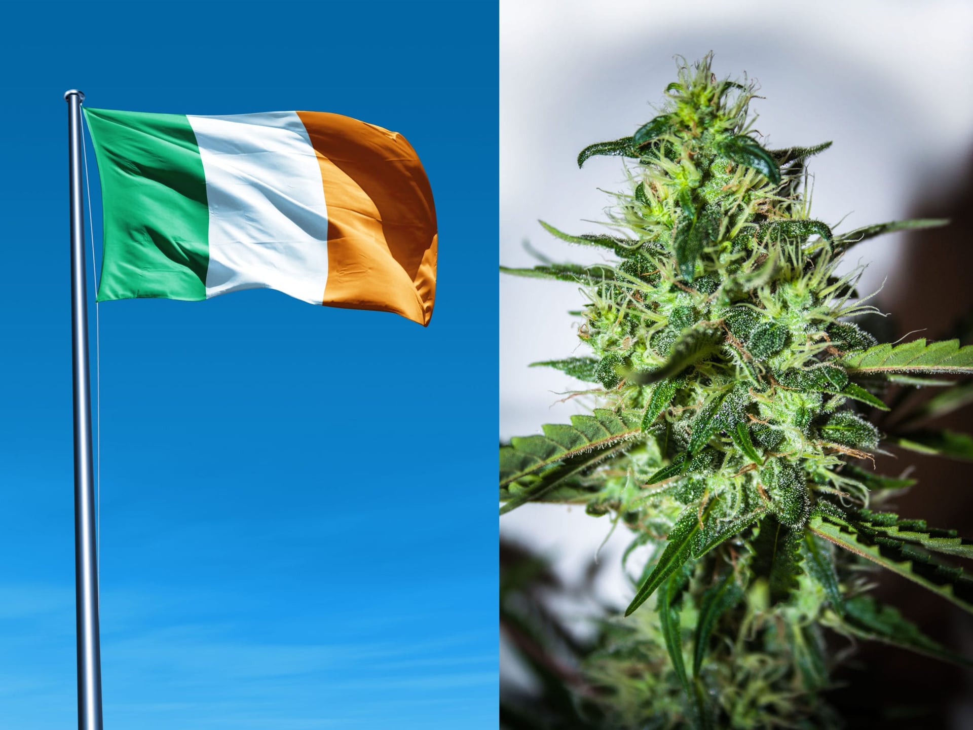 Ireland's Health Minister signed legislation last week which will allow citizens to gain limited access to medical cannabis under a pilot program that will last five years.