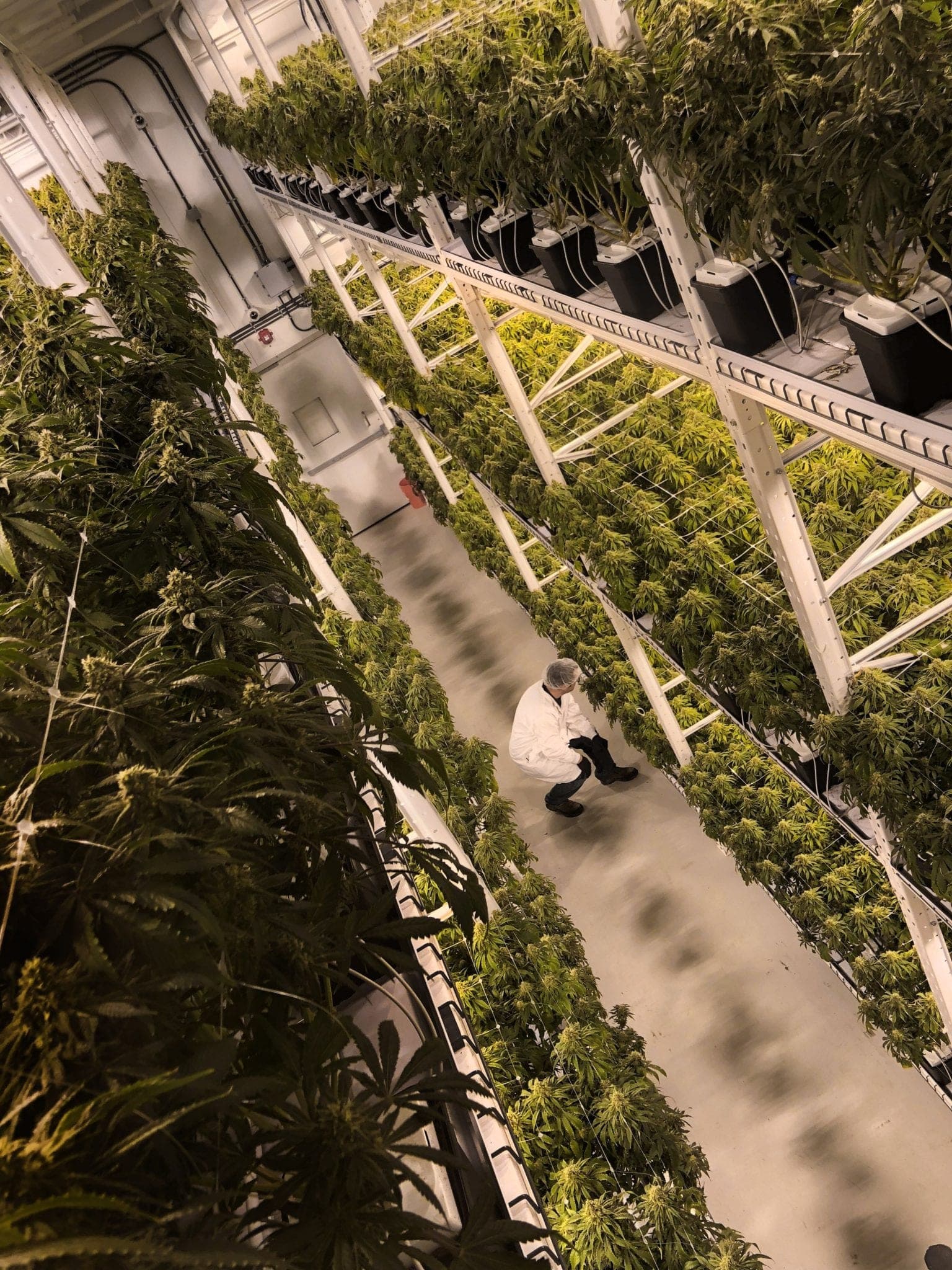 Cananbis Producer OrganiGram Stock Rises Despite $10.2 Million Third-Quarter Loss