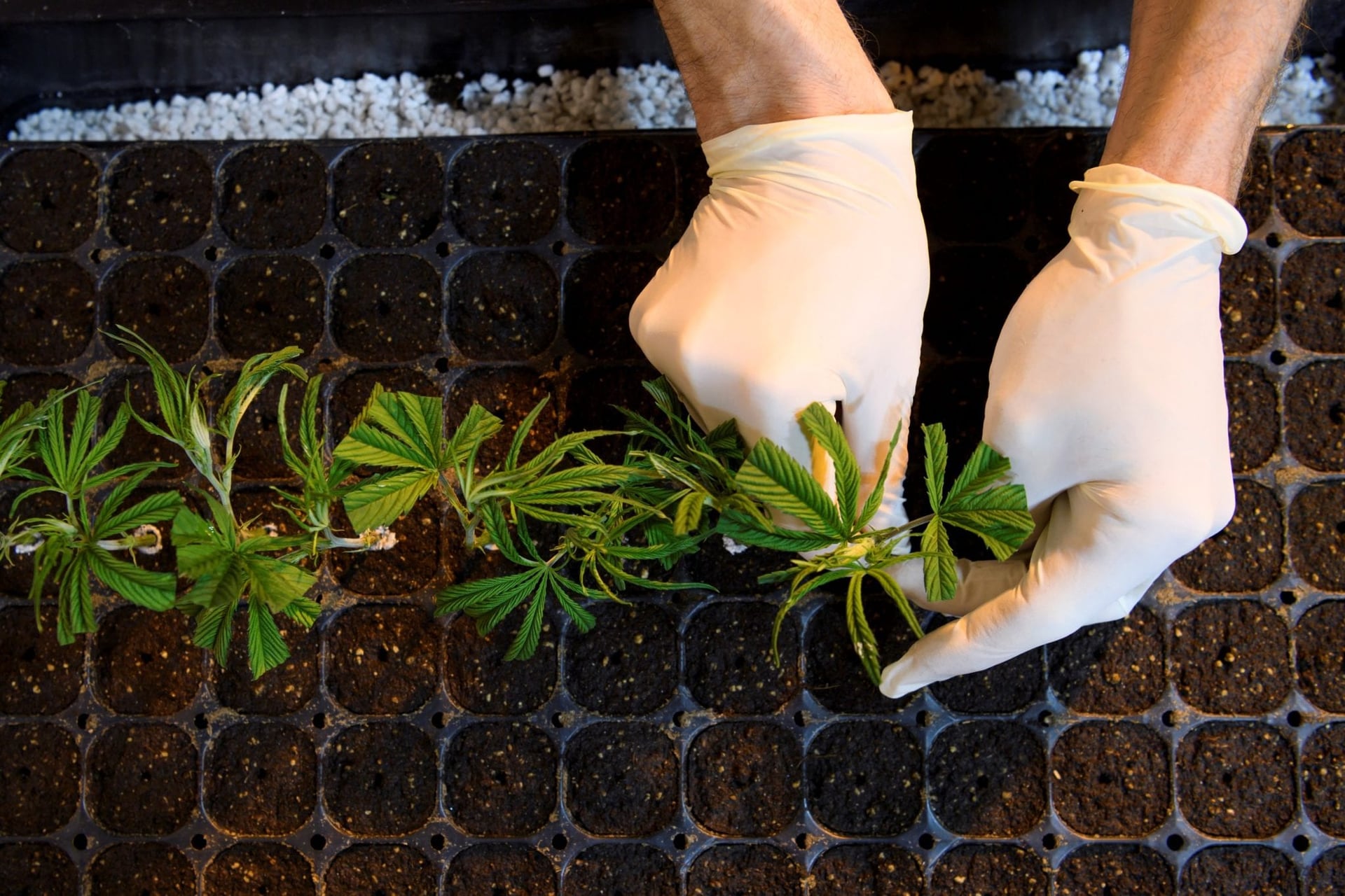 4Front Ventures Corp. (CSE:FFNT) became the latest U.S. multi-state cannabis operator to begin trading on the Canadian Securites Exchange on Tuesday.