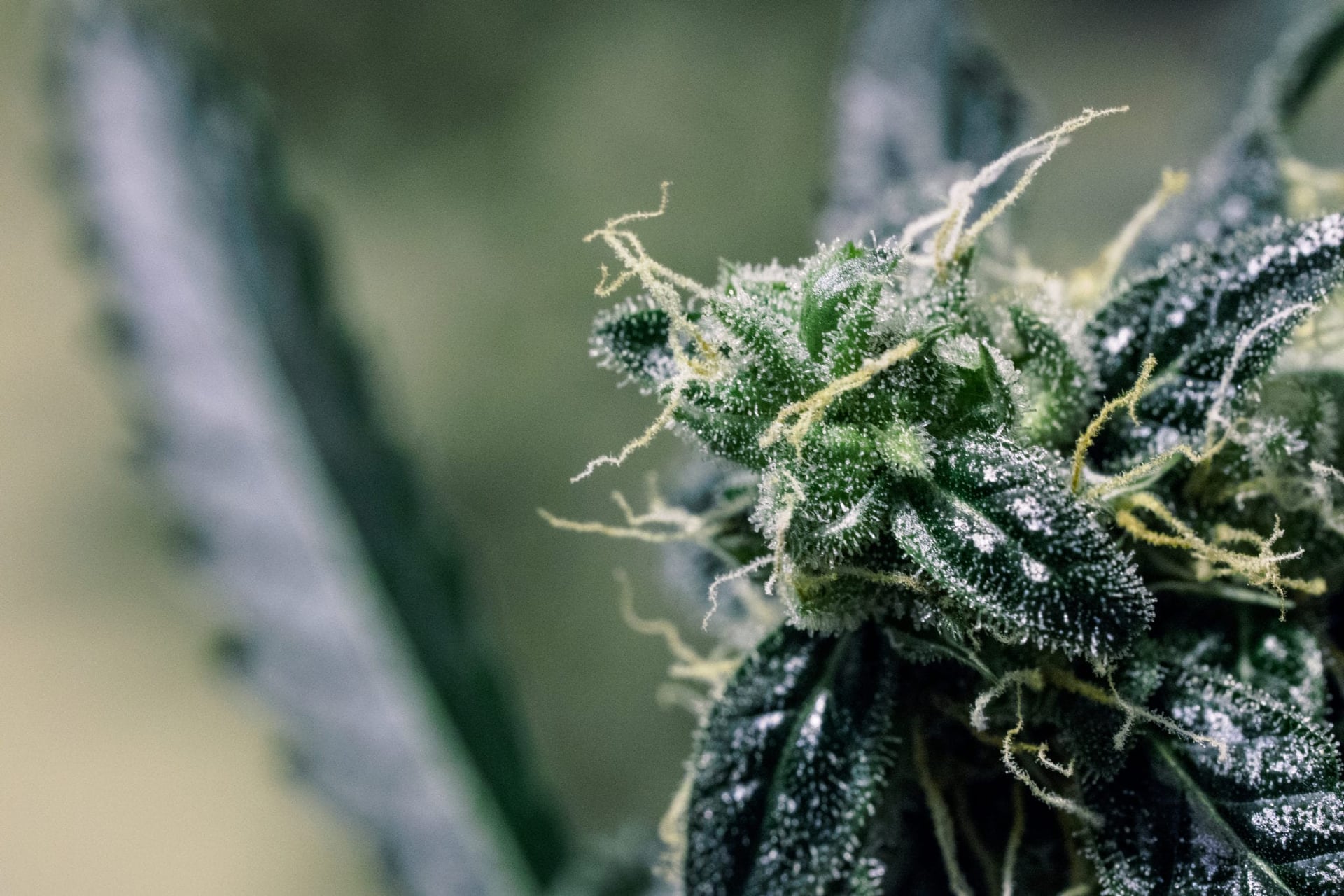 ManifestSeven Acquires Orange County Dispensary The Santa Ana cannabis store will be rebranded again and become Weden Santa Ana, serving as M7's flagship for its Weden brand.