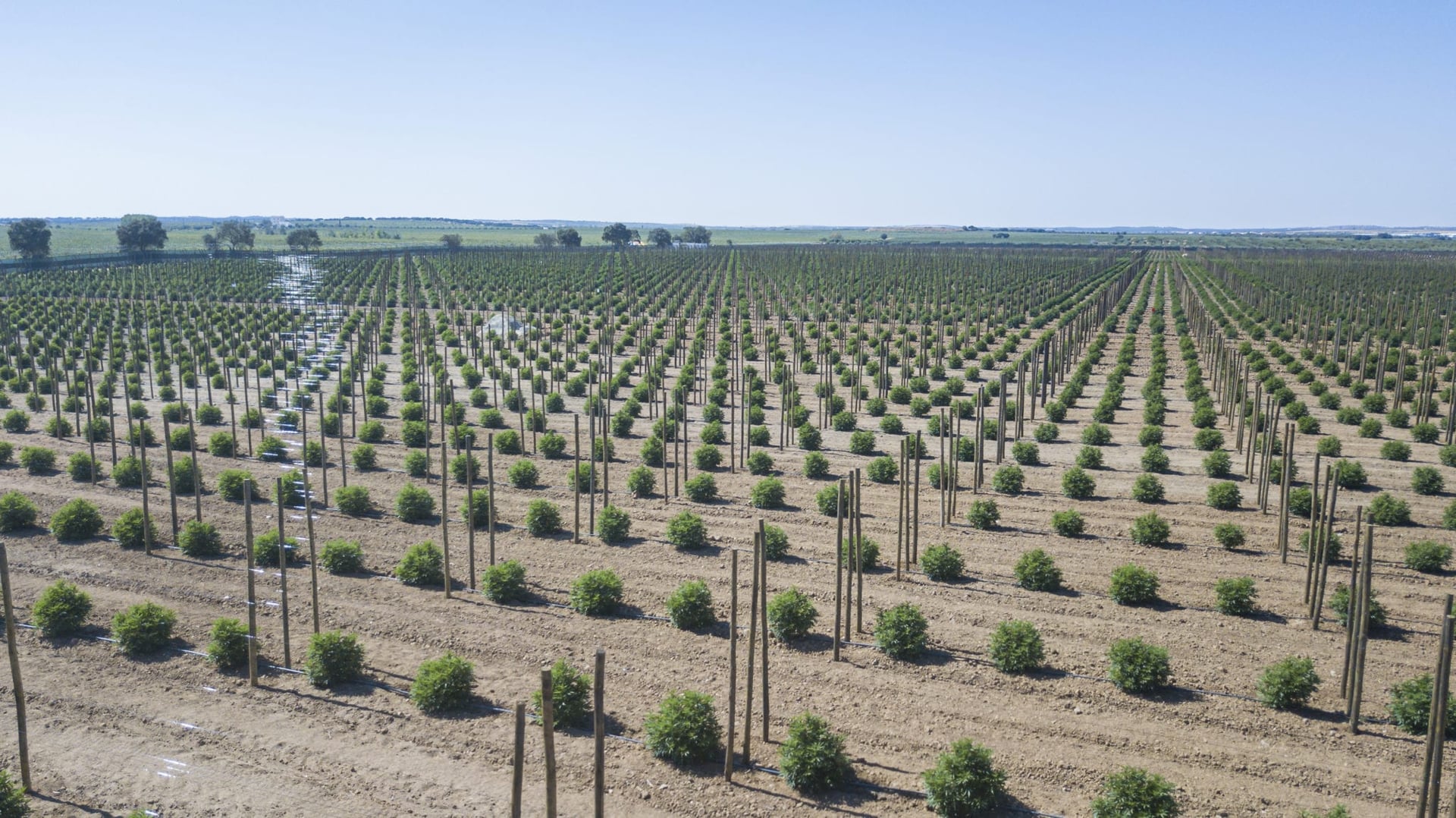 Tilray Adds Outdoor Cannabis Production Space in Portugal
