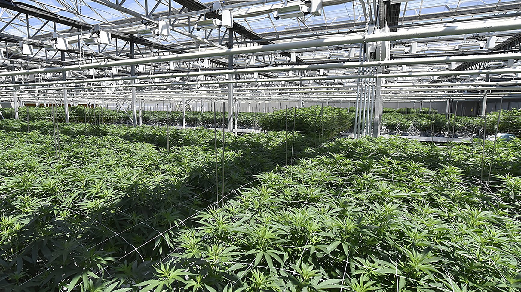 CannTrust