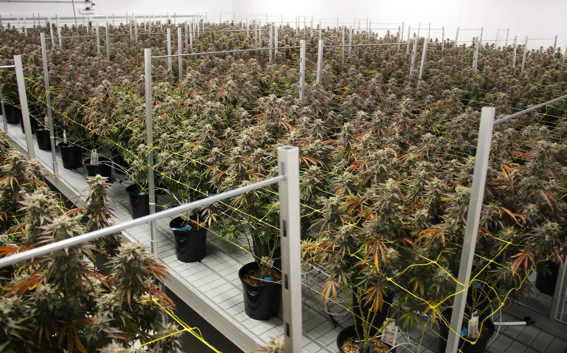 Canopy Growth Q1 $90.5 Million Revenue Falls Short of Expectations