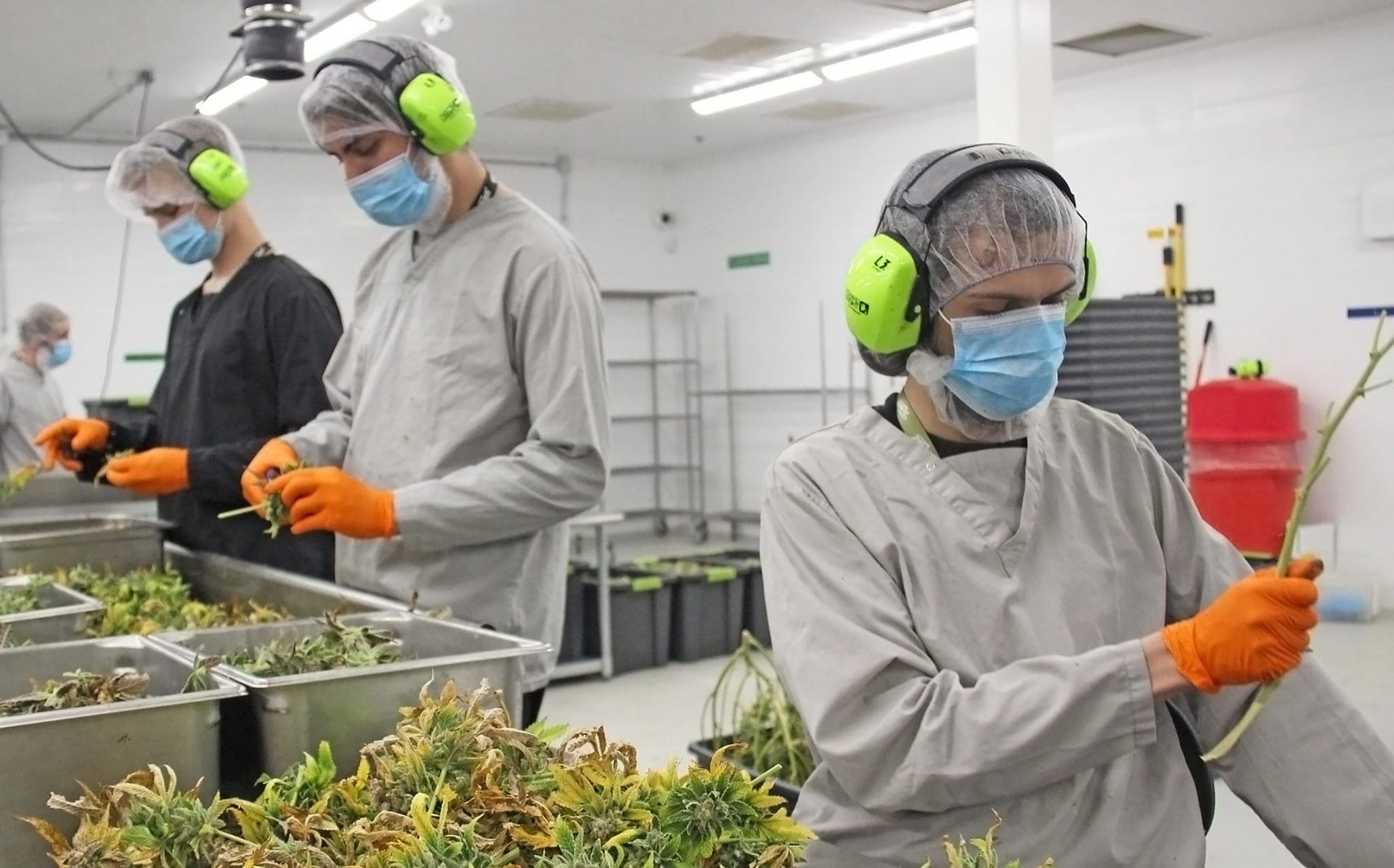 Canopy workers